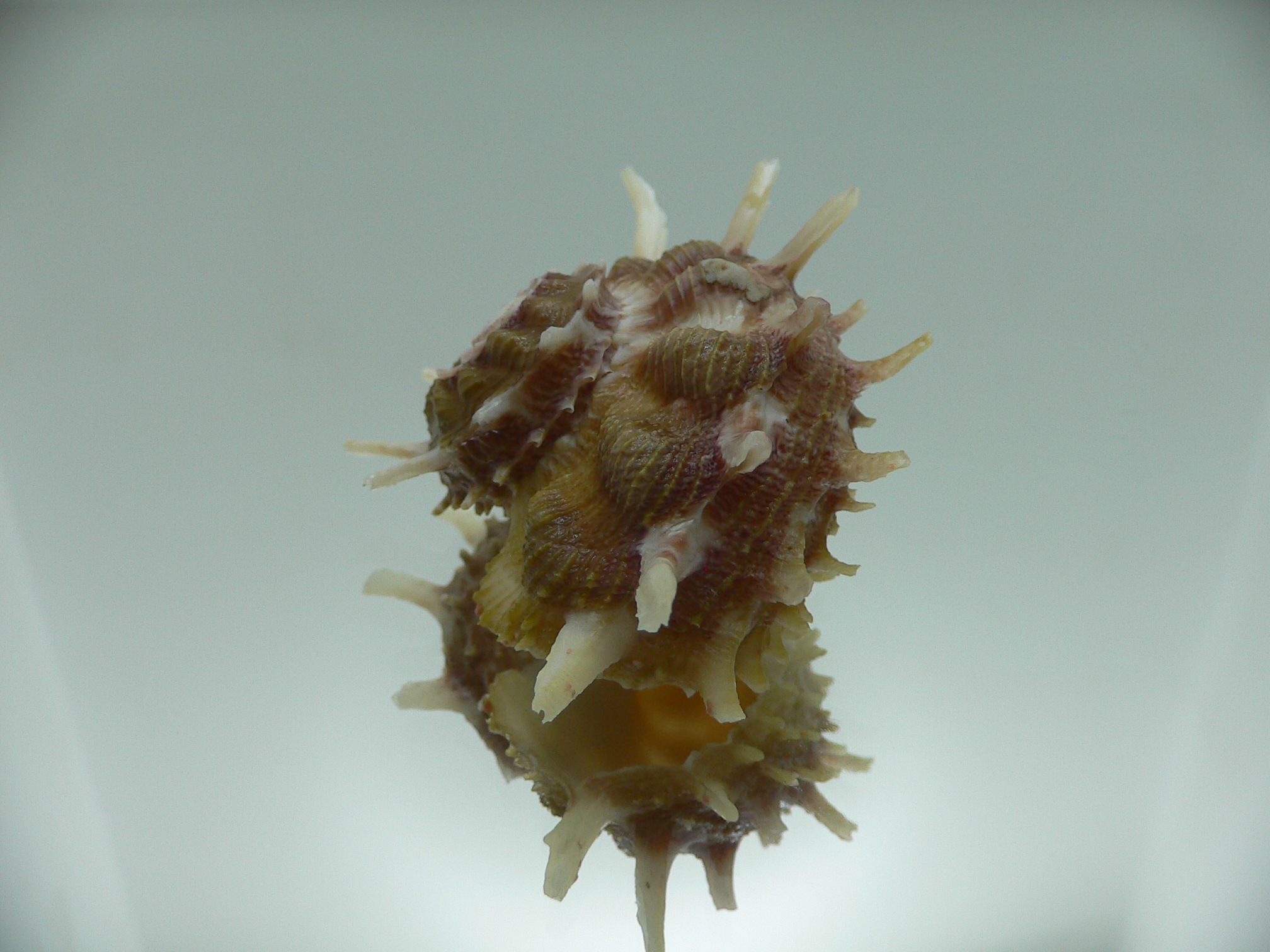 Angaria cf. sphaerula PINK-GREEN