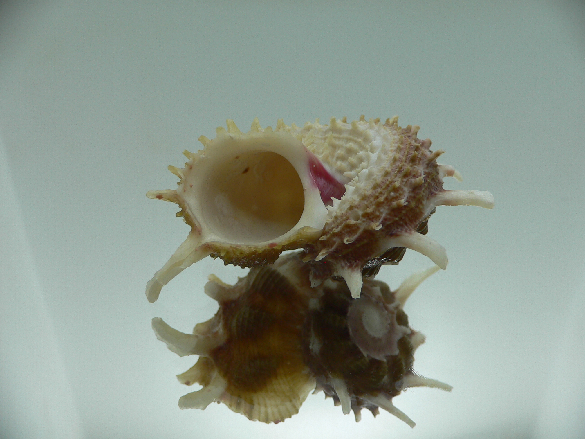 Angaria cf. sphaerula PINK-GREEN