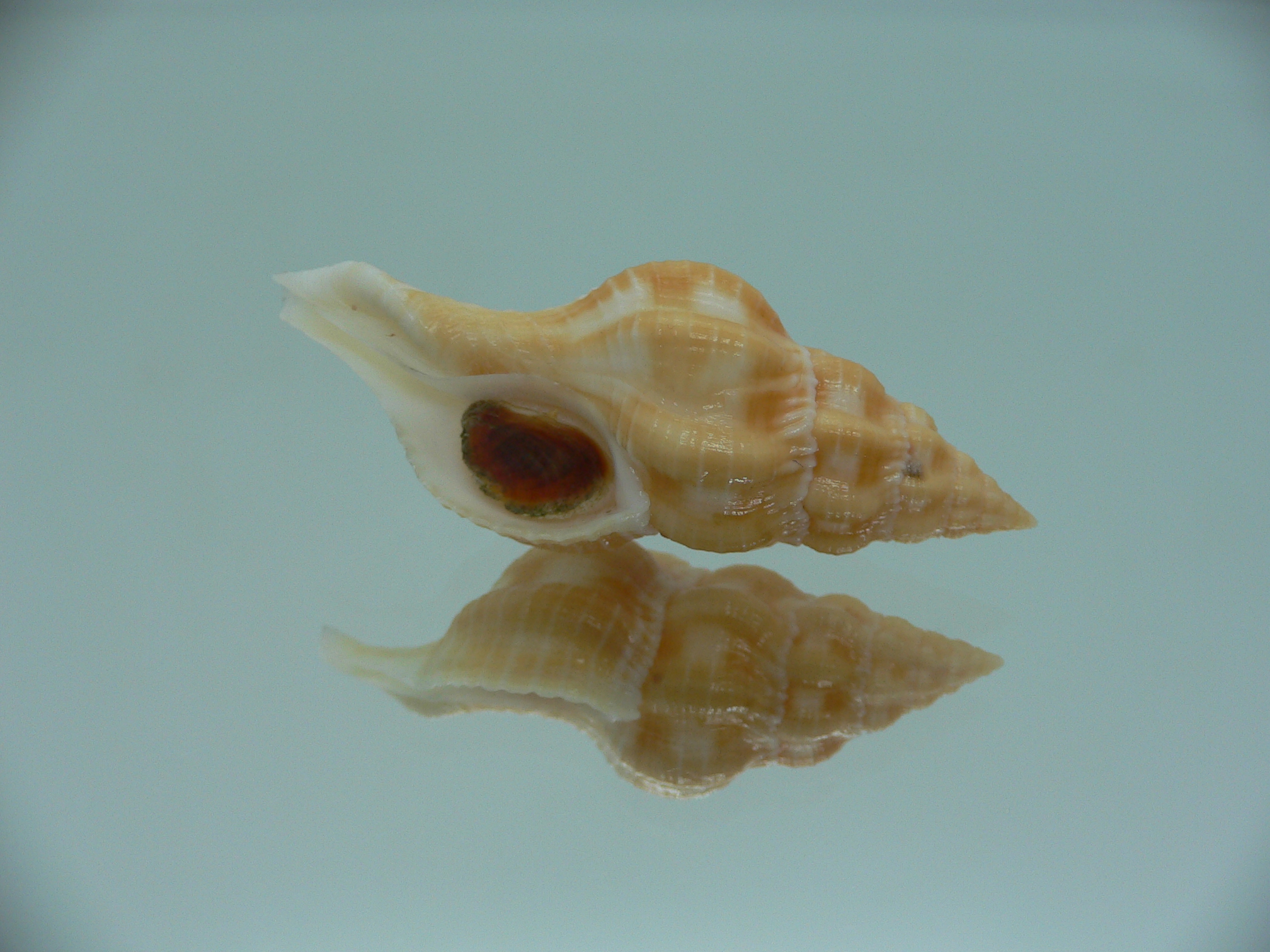 Fusolatirus sarinae YELLOW