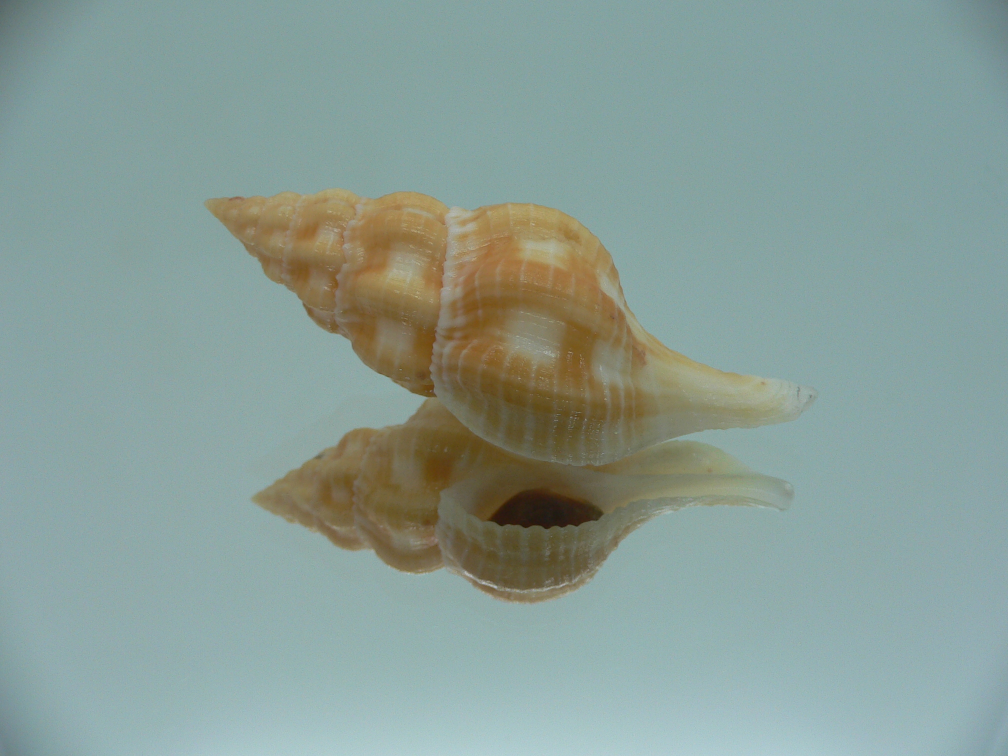 Fusolatirus sarinae YELLOW