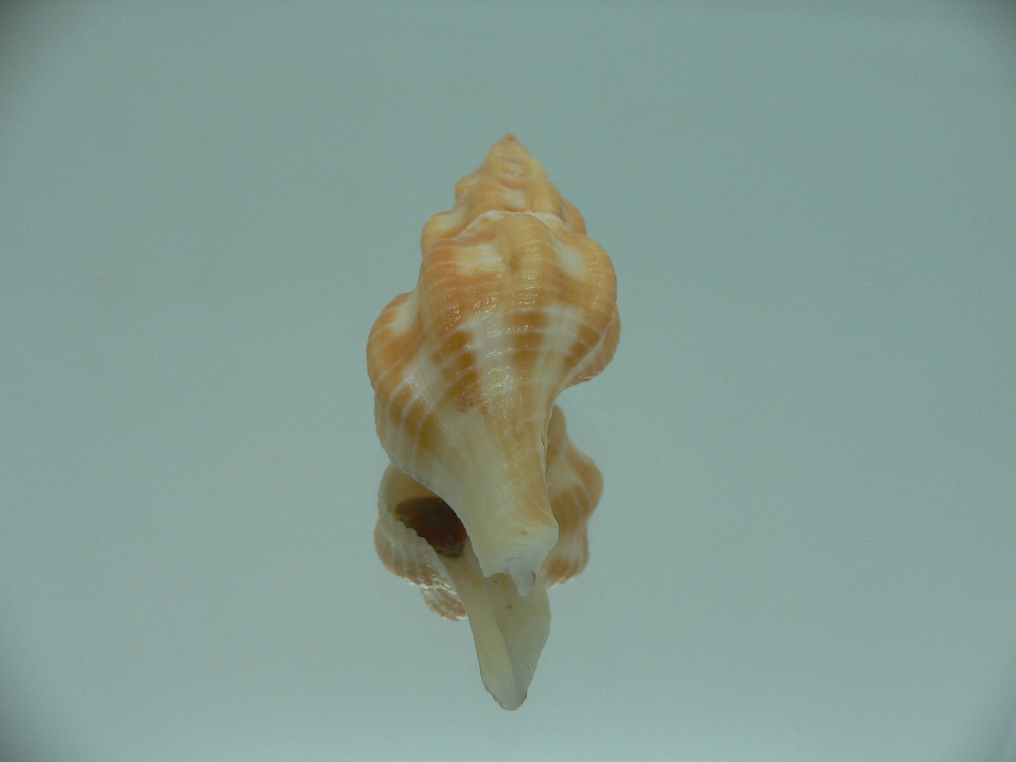 Fusolatirus sarinae YELLOW