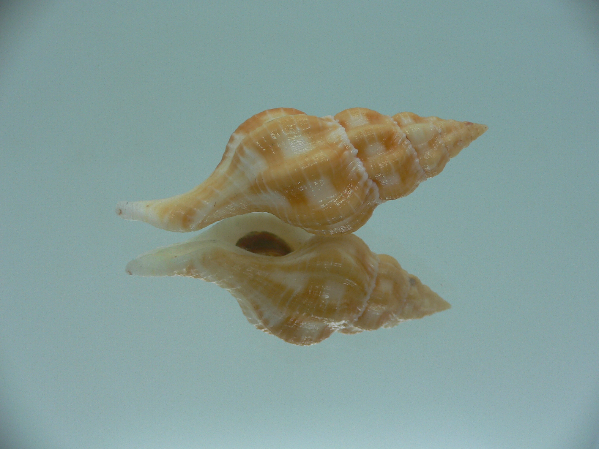 Fusolatirus sarinae YELLOW