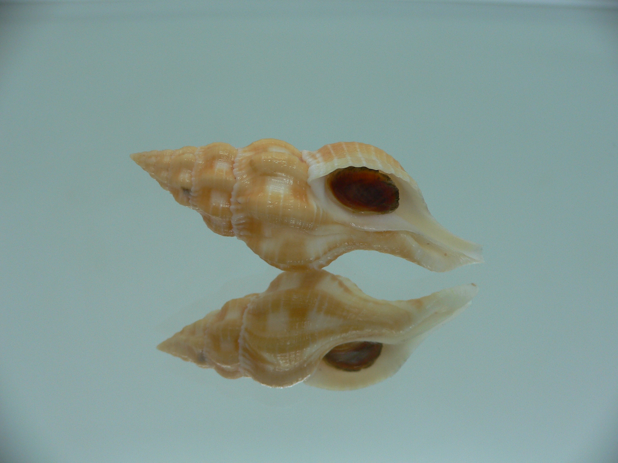 Fusolatirus sarinae YELLOW