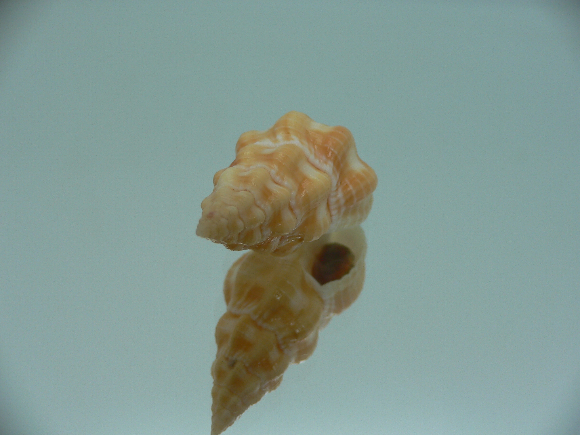 Fusolatirus sarinae YELLOW