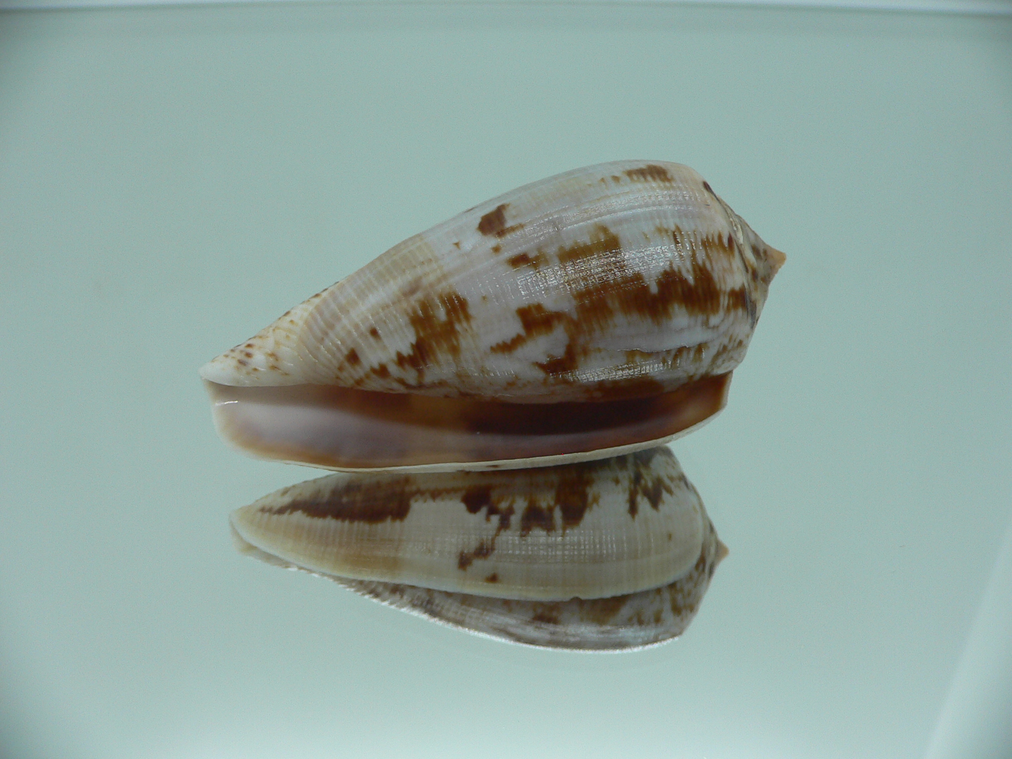 Conus anemone anemone