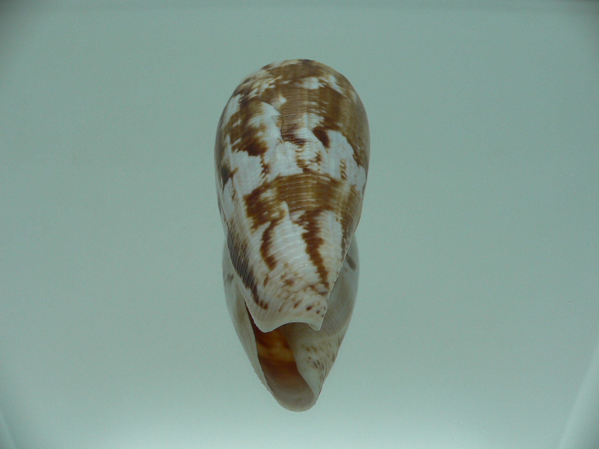 Conus anemone anemone