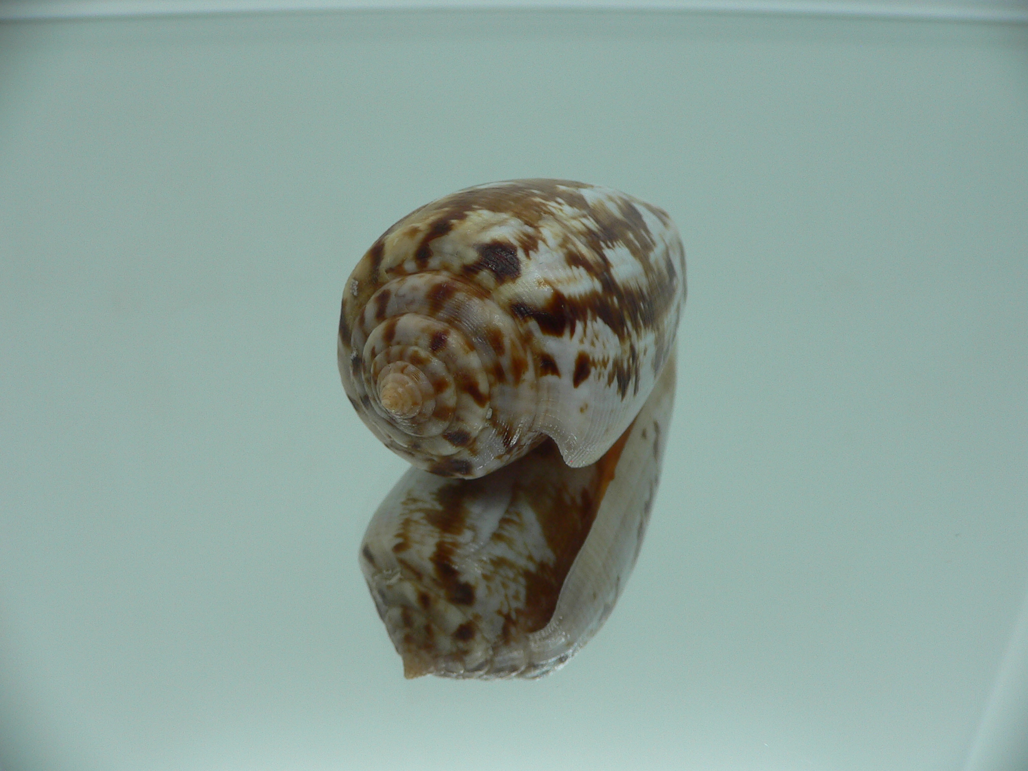 Conus anemone anemone