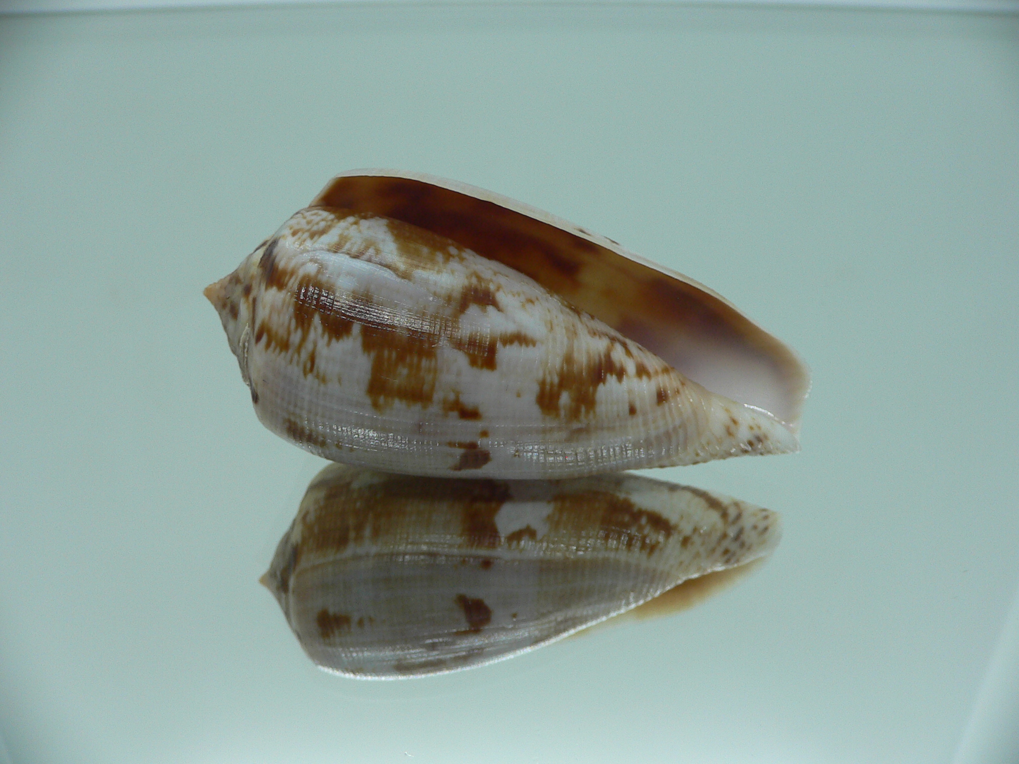 Conus anemone anemone