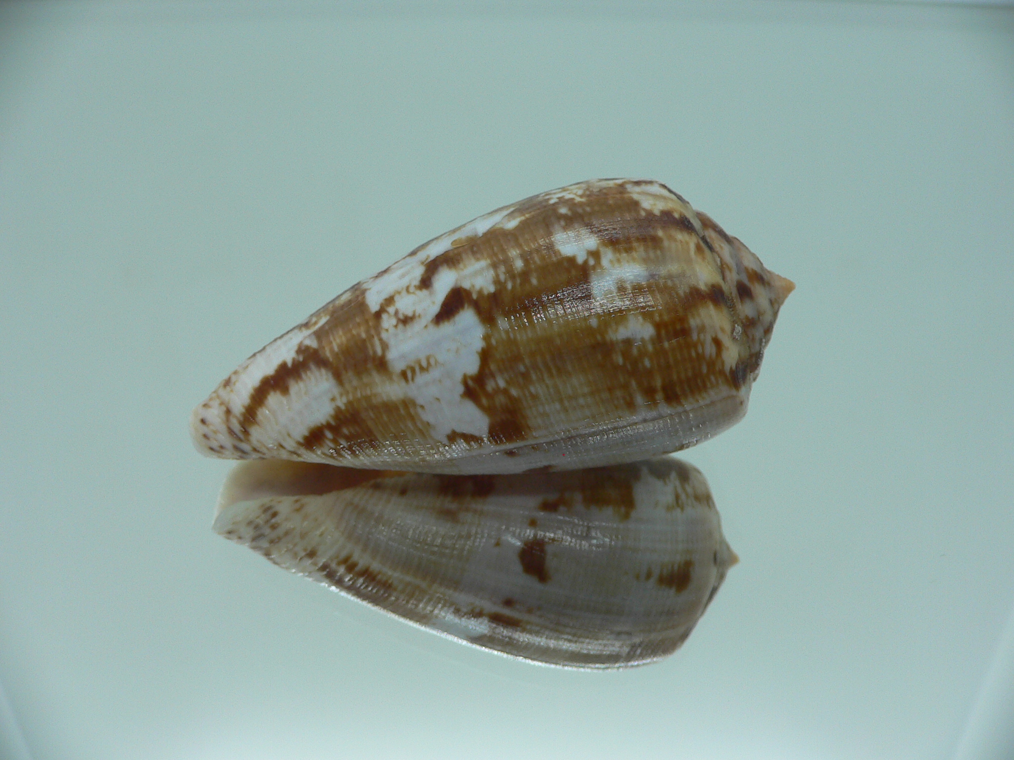 Conus anemone anemone