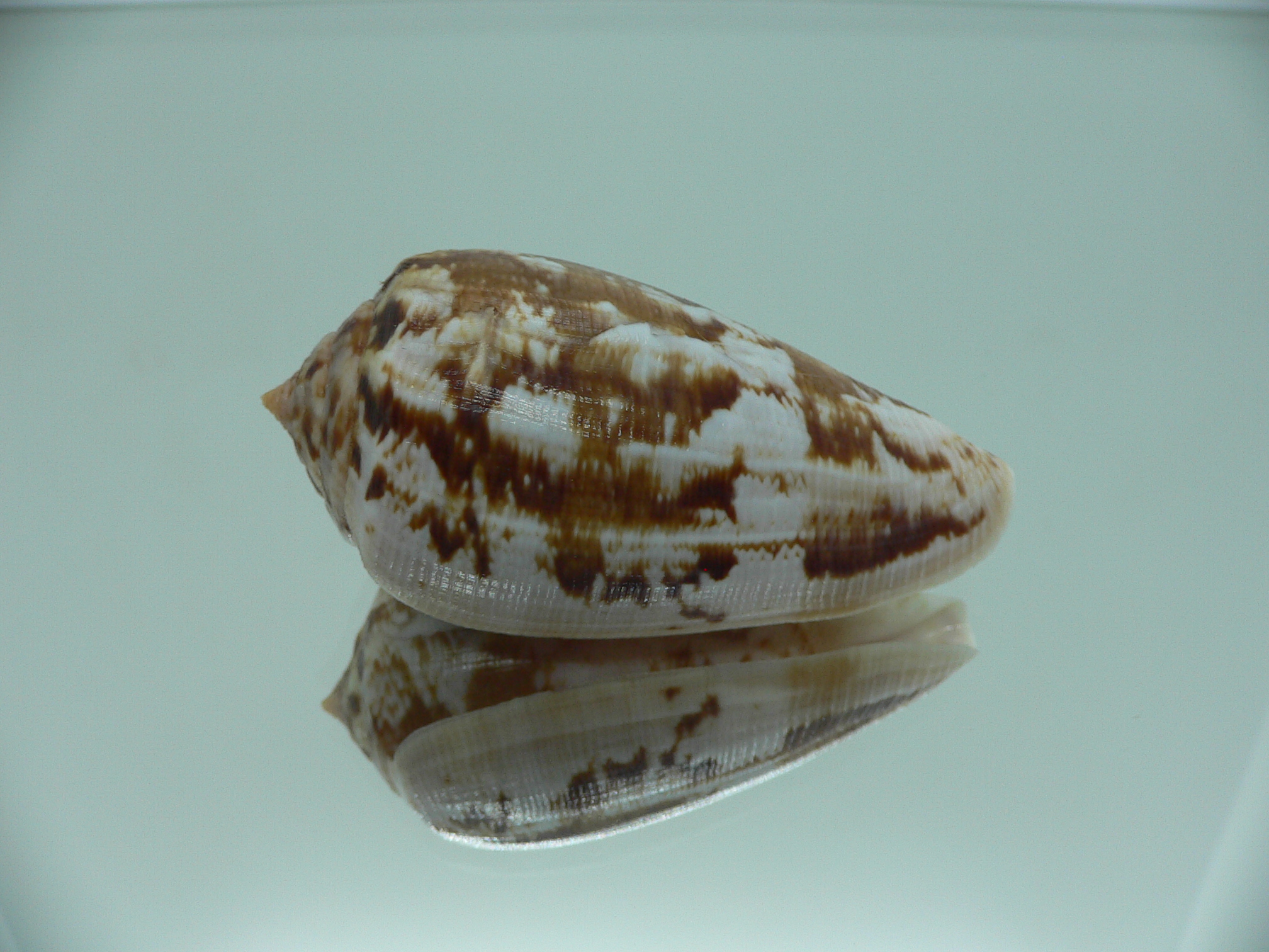 Conus anemone anemone