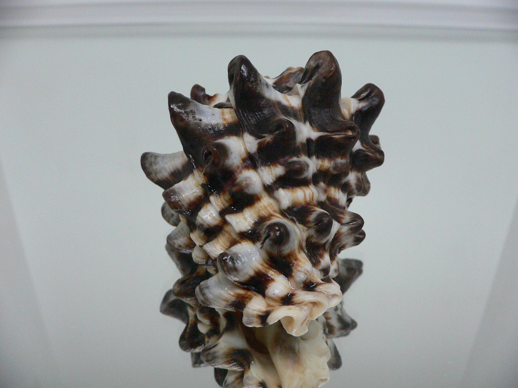 Vasum turbinellus BIG