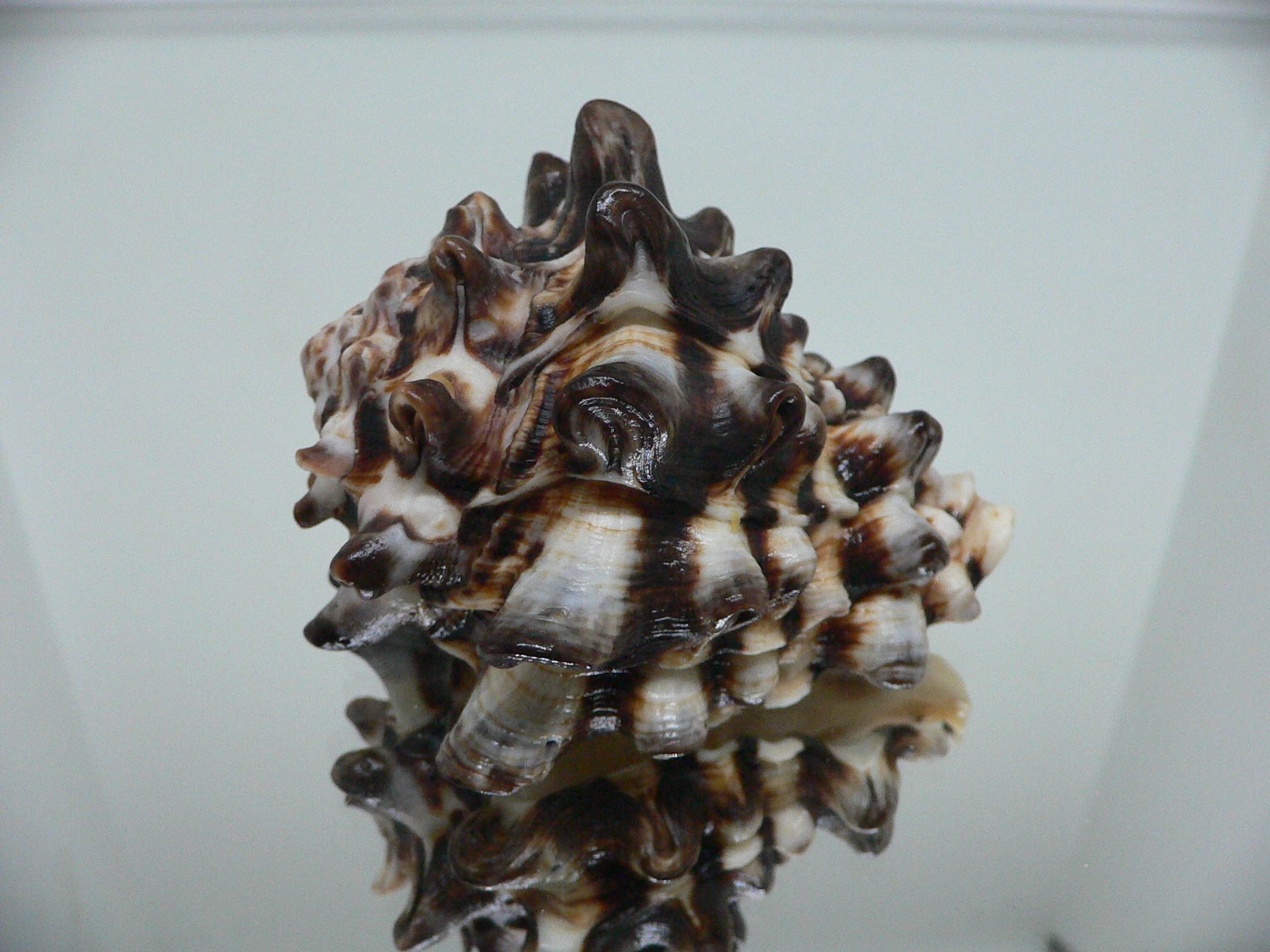 Vasum turbinellus BIG