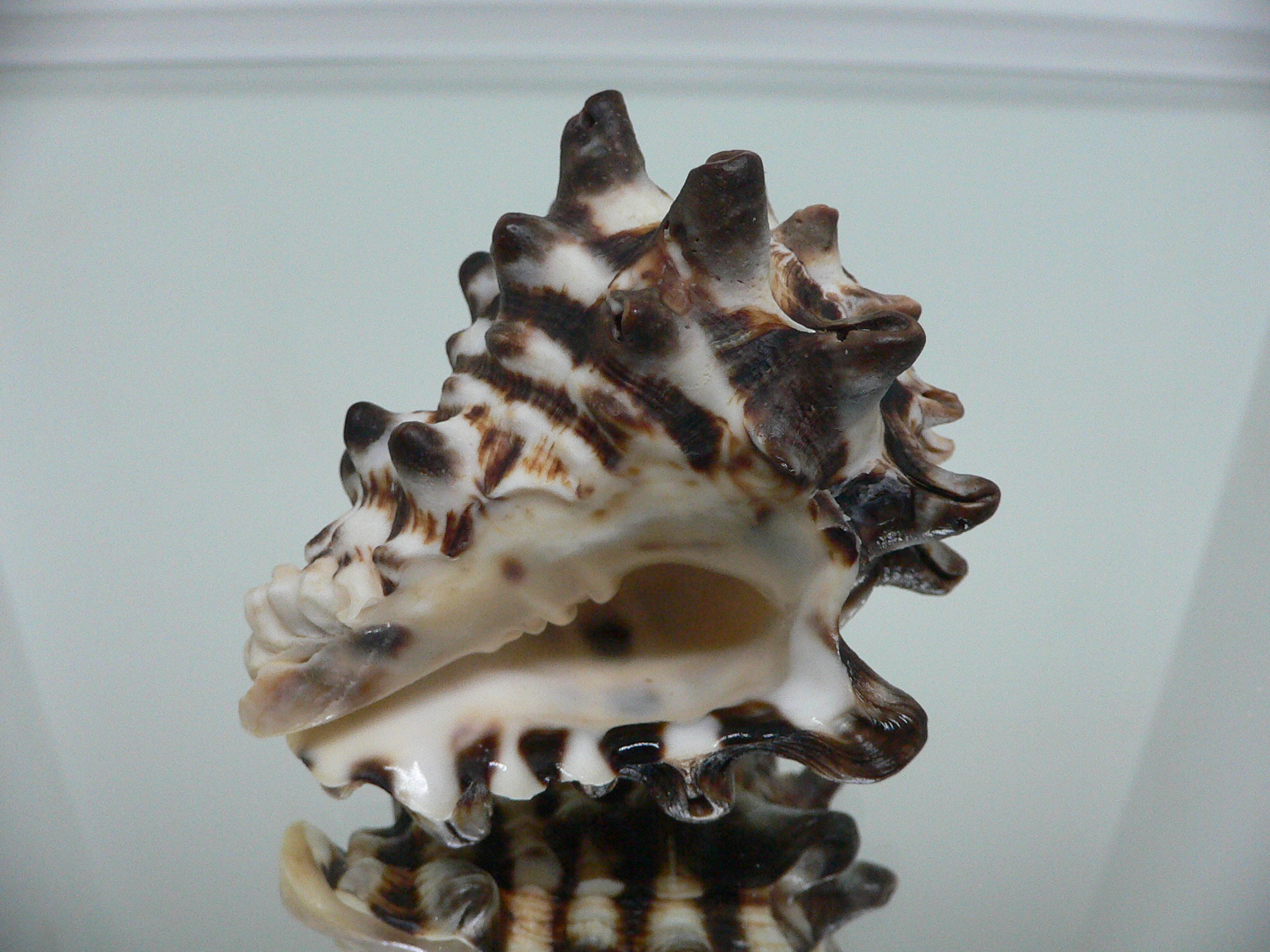 Vasum turbinellus BIG