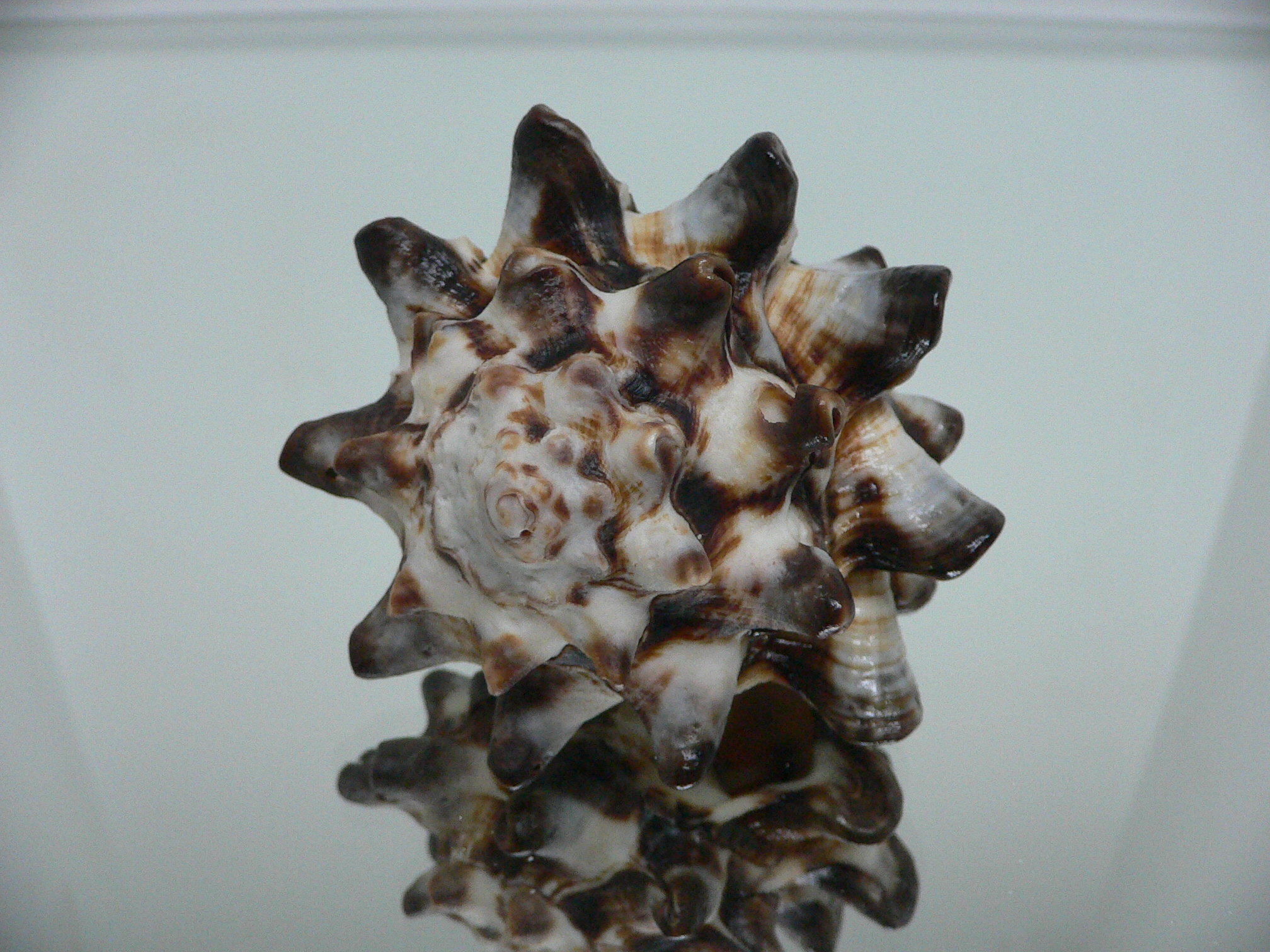 Vasum turbinellus BIG