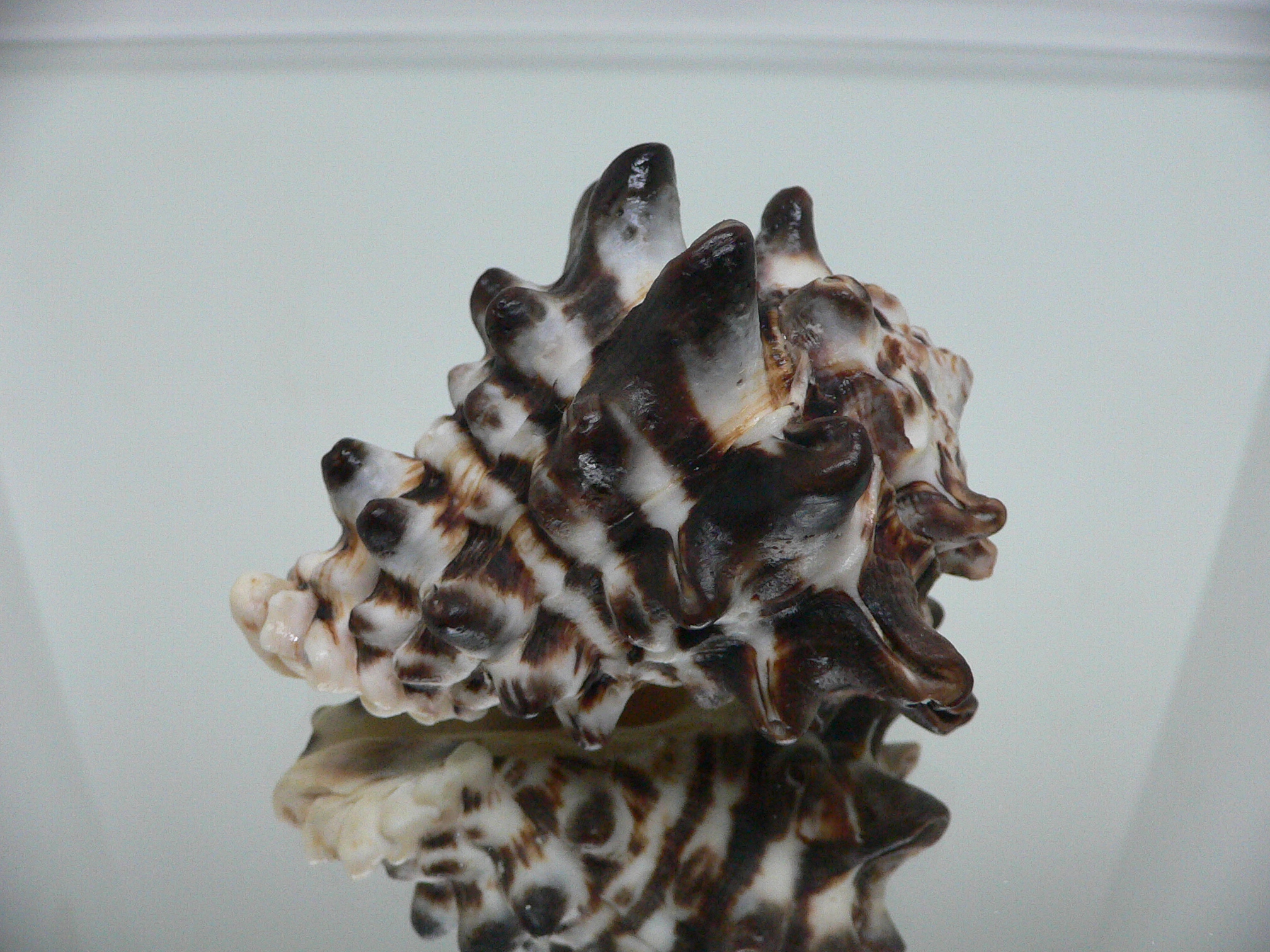 Vasum turbinellus BIG