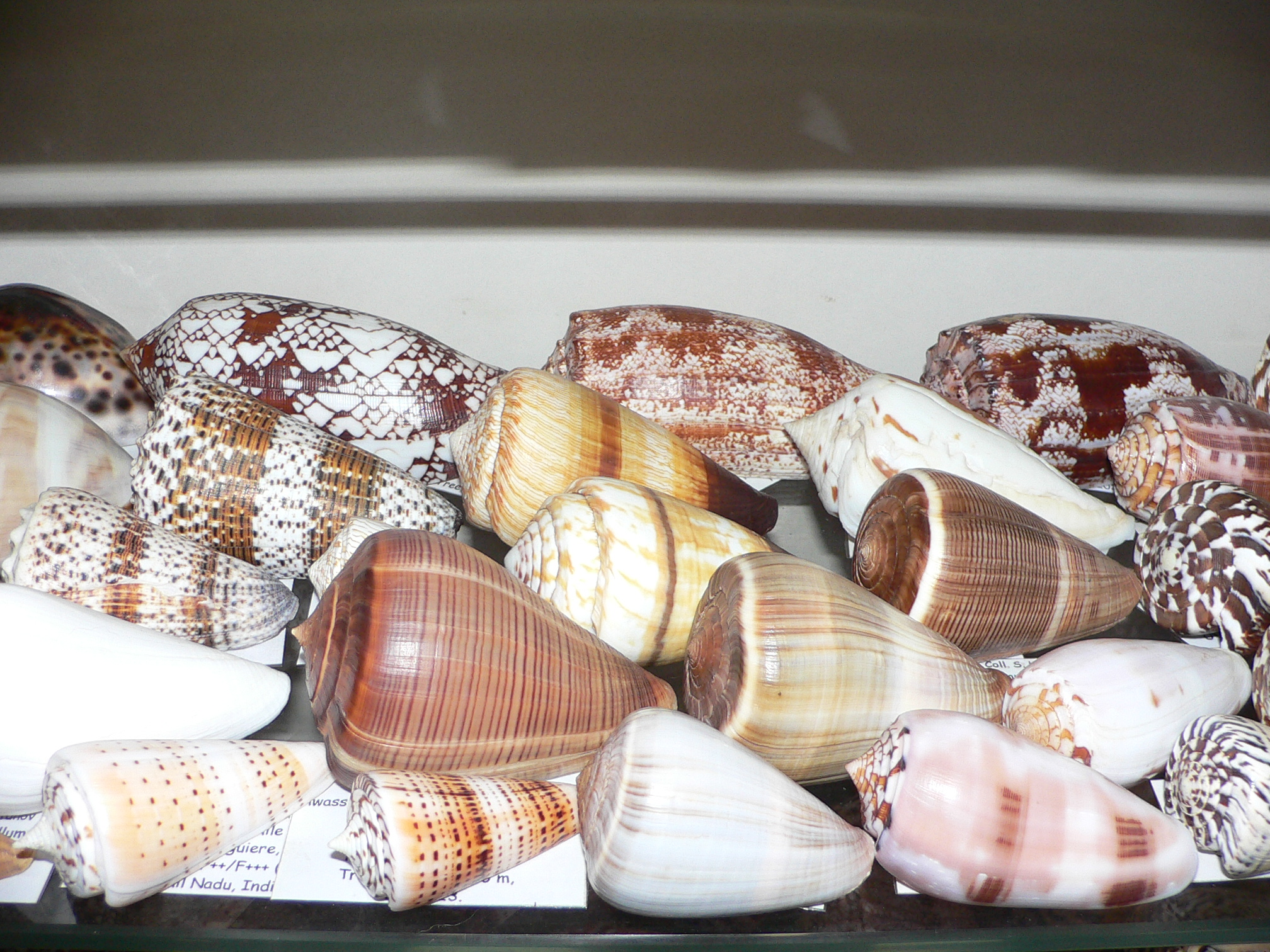 Conus aulicus SUPER COLOR