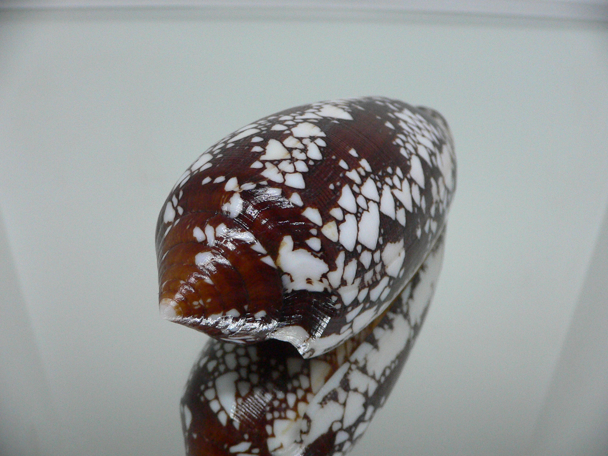 Conus aulicus SUPER COLOR