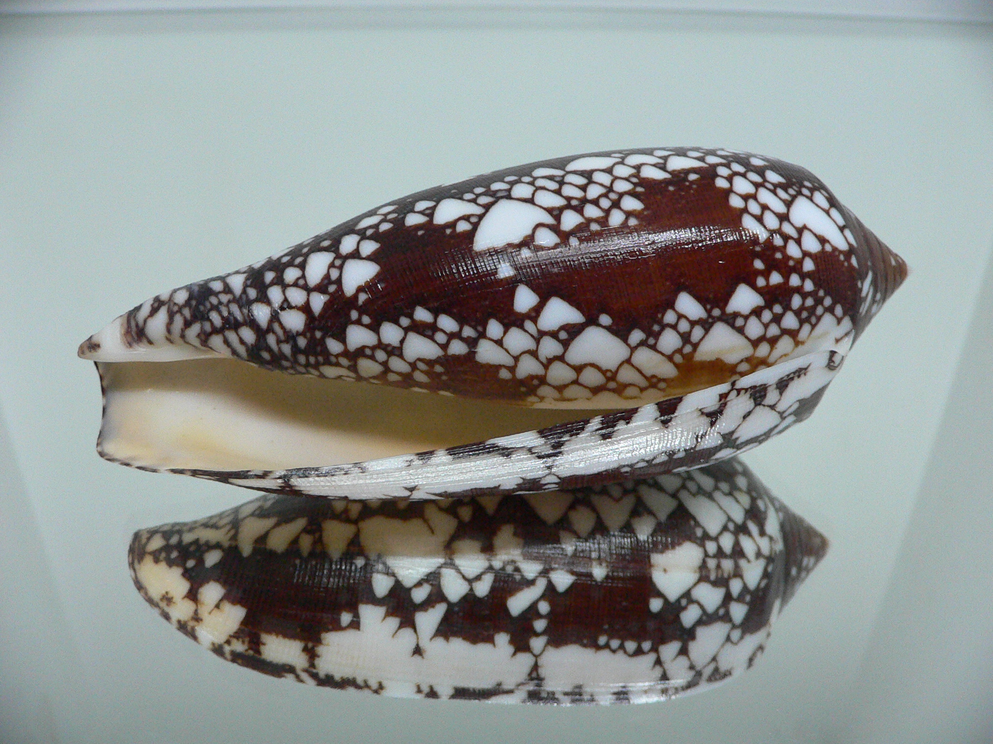 Conus aulicus SUPER COLOR