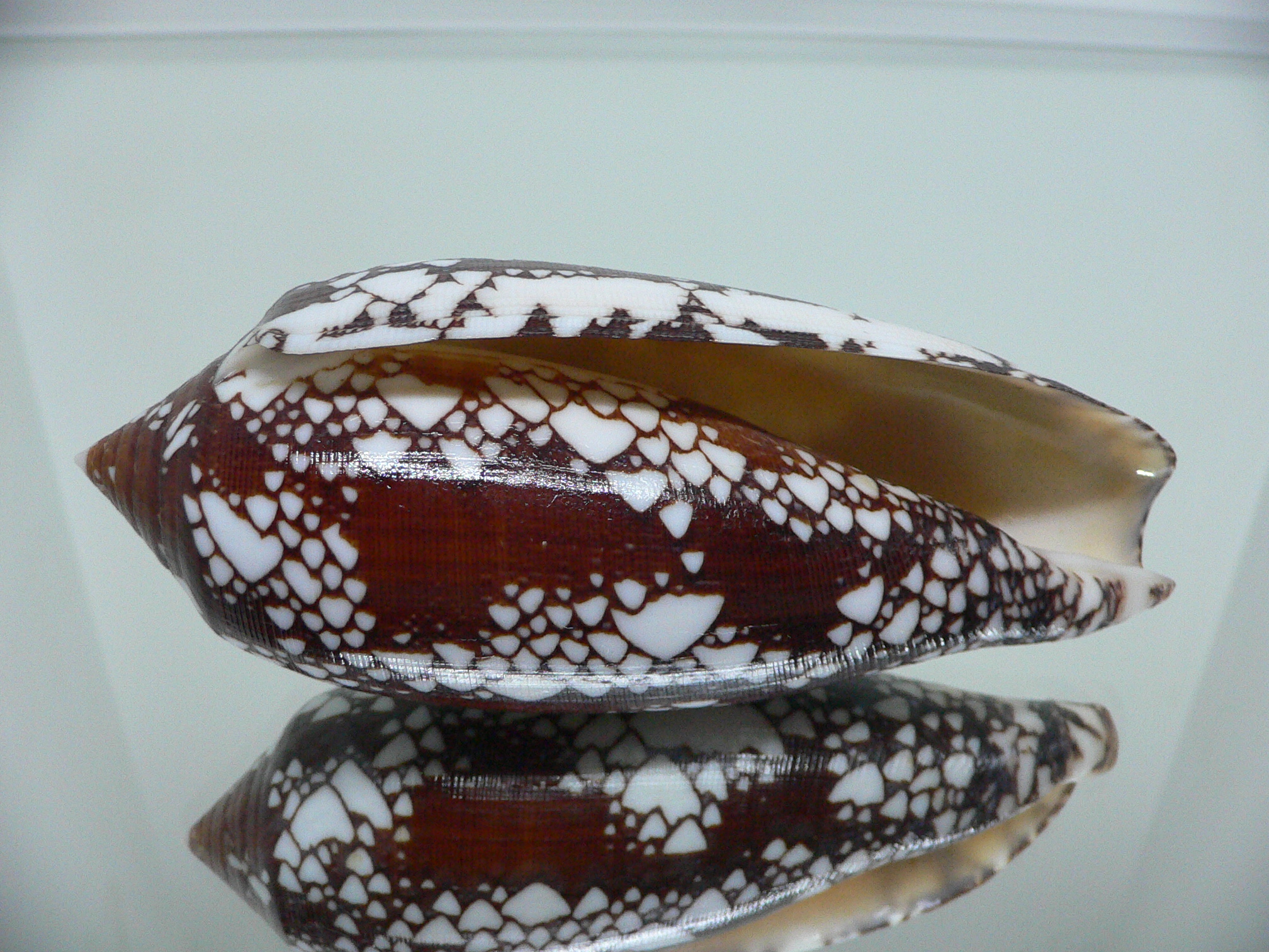 Conus aulicus SUPER COLOR