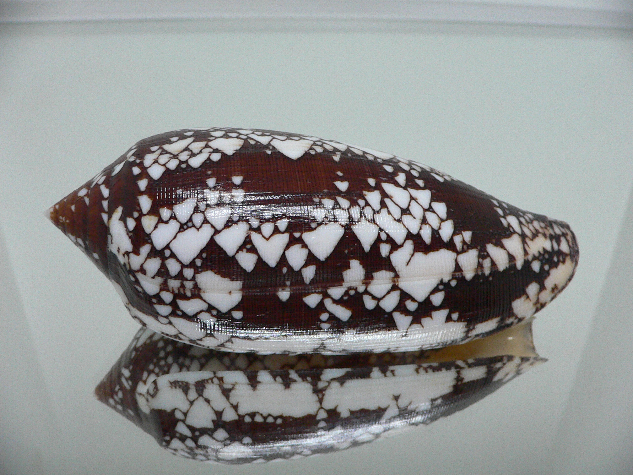 Conus aulicus SUPER COLOR