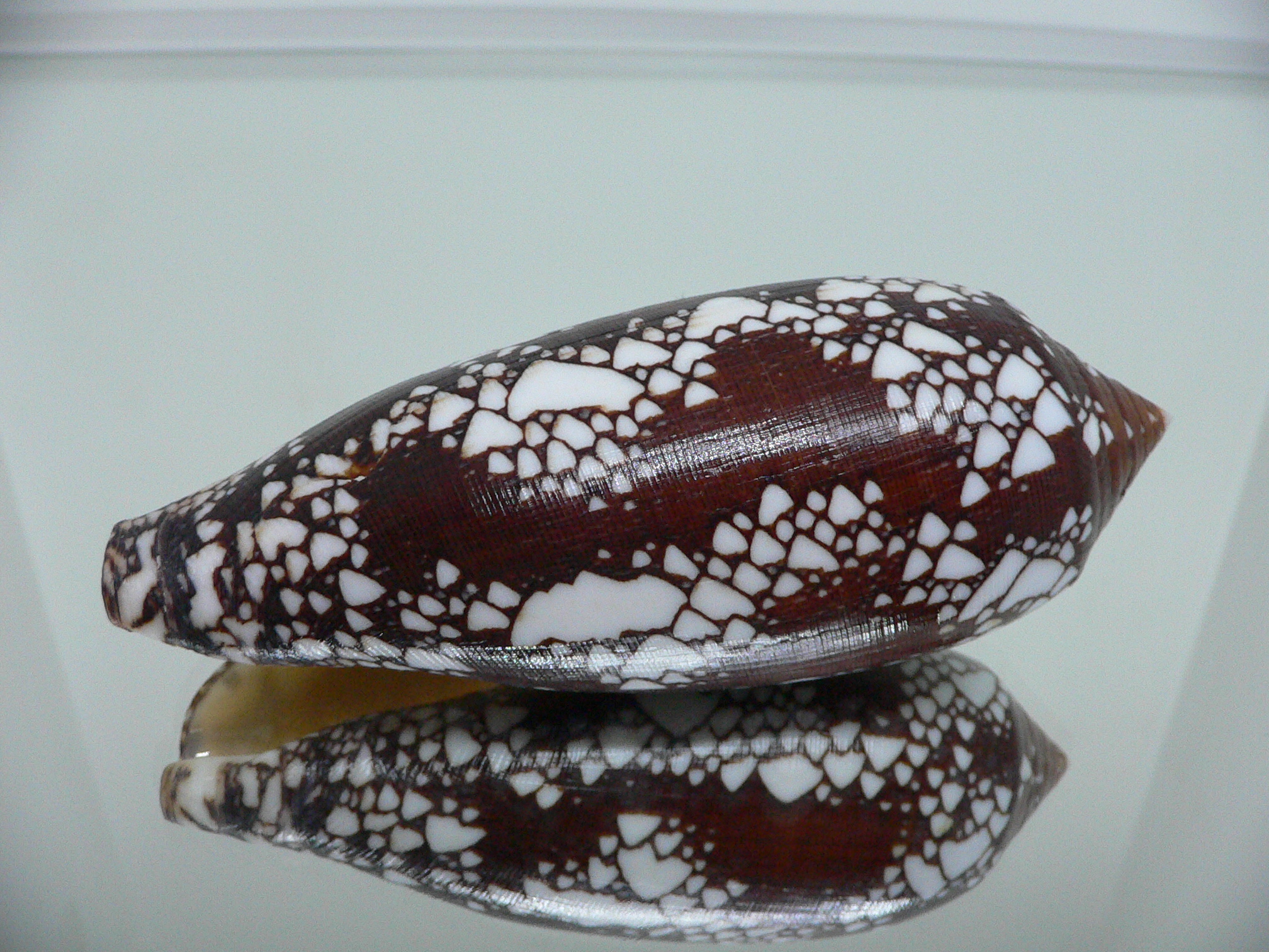 Conus aulicus SUPER COLOR