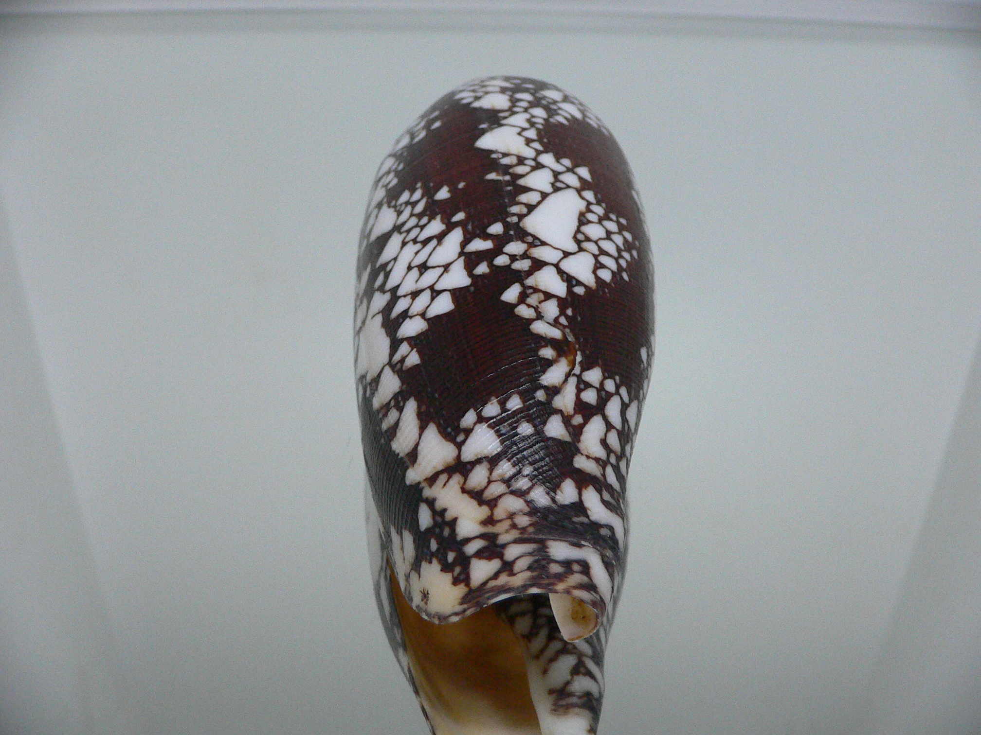 Conus aulicus SUPER COLOR