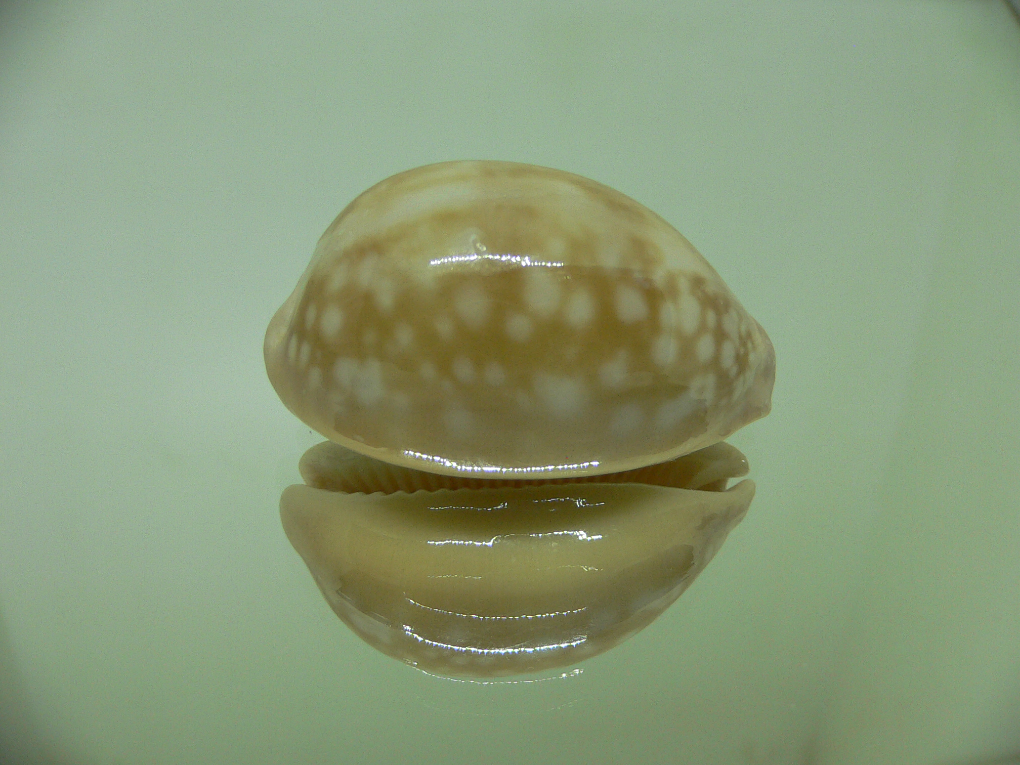 Cypraea nivosa FOG