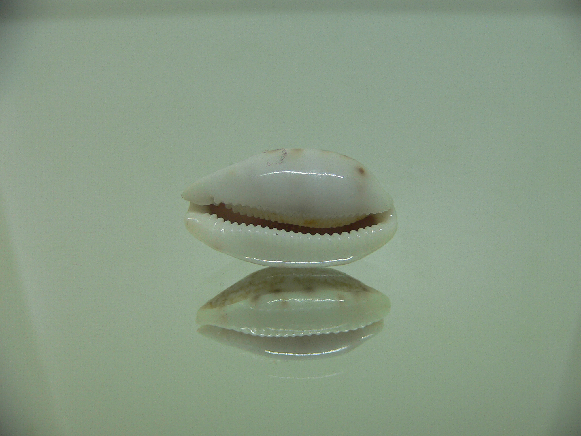 Talostolida pellucens alisonae (var.)