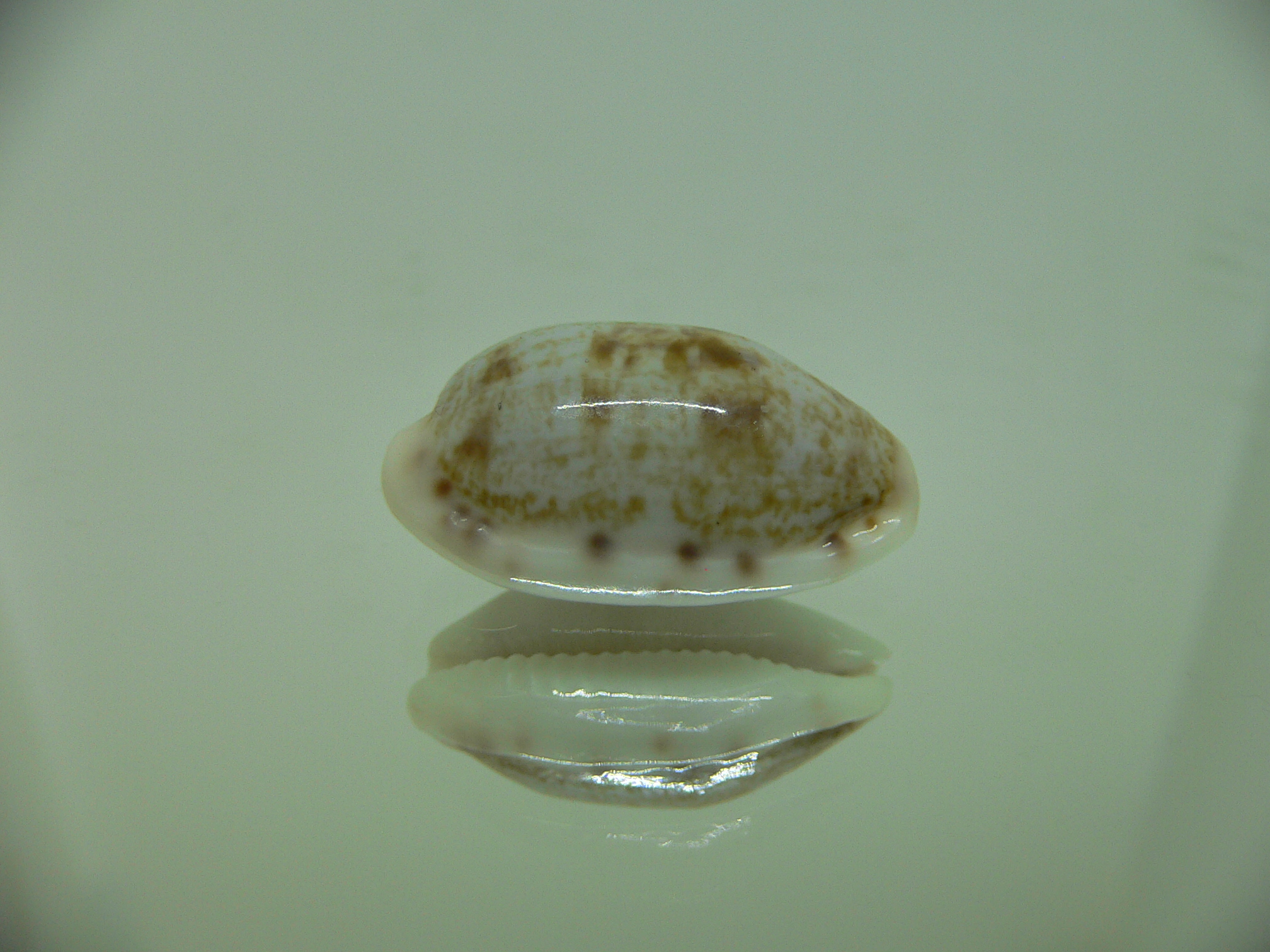 Talostolida pellucens alisonae (var.)