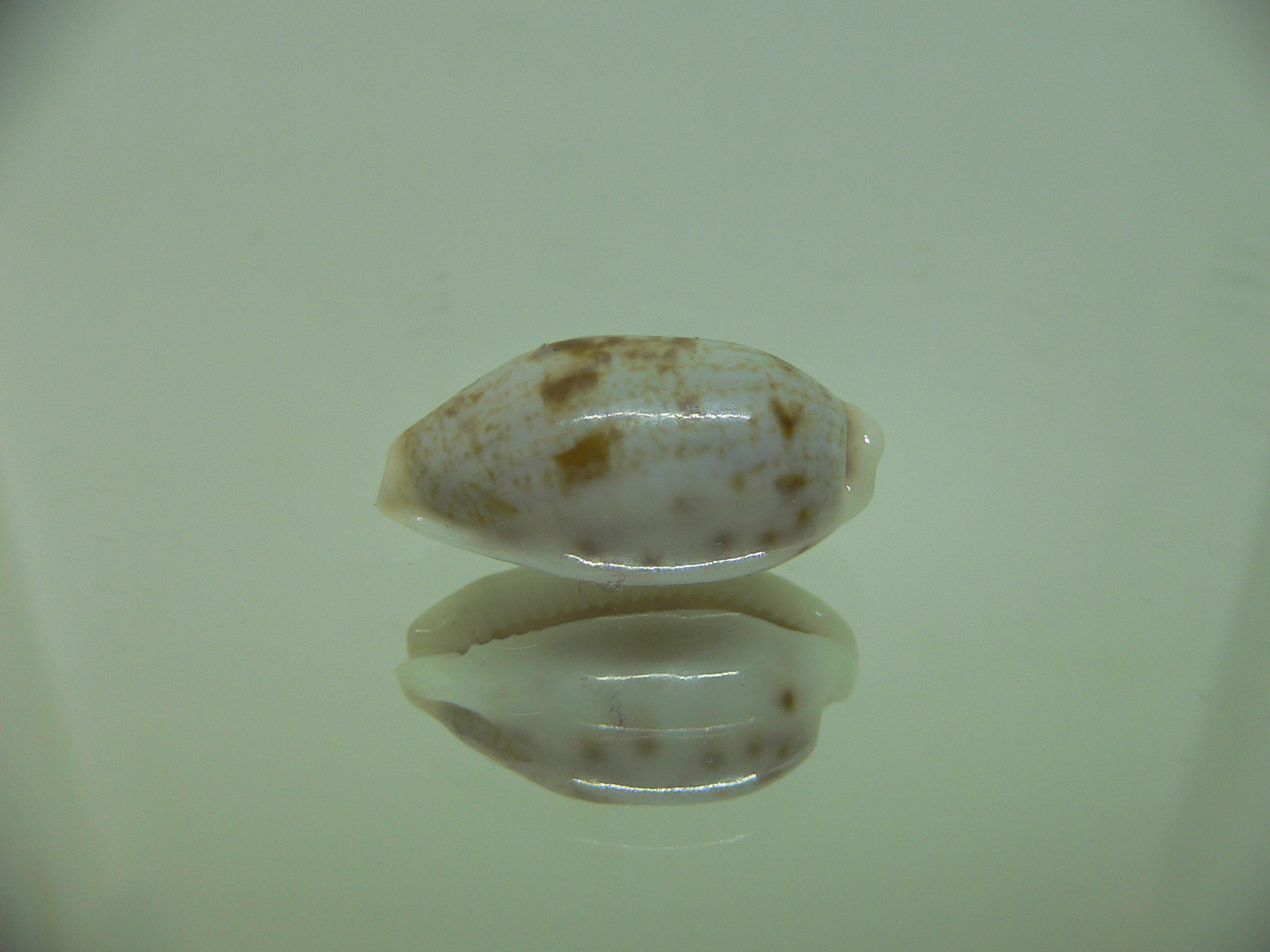 Talostolida pellucens alisonae (var.)