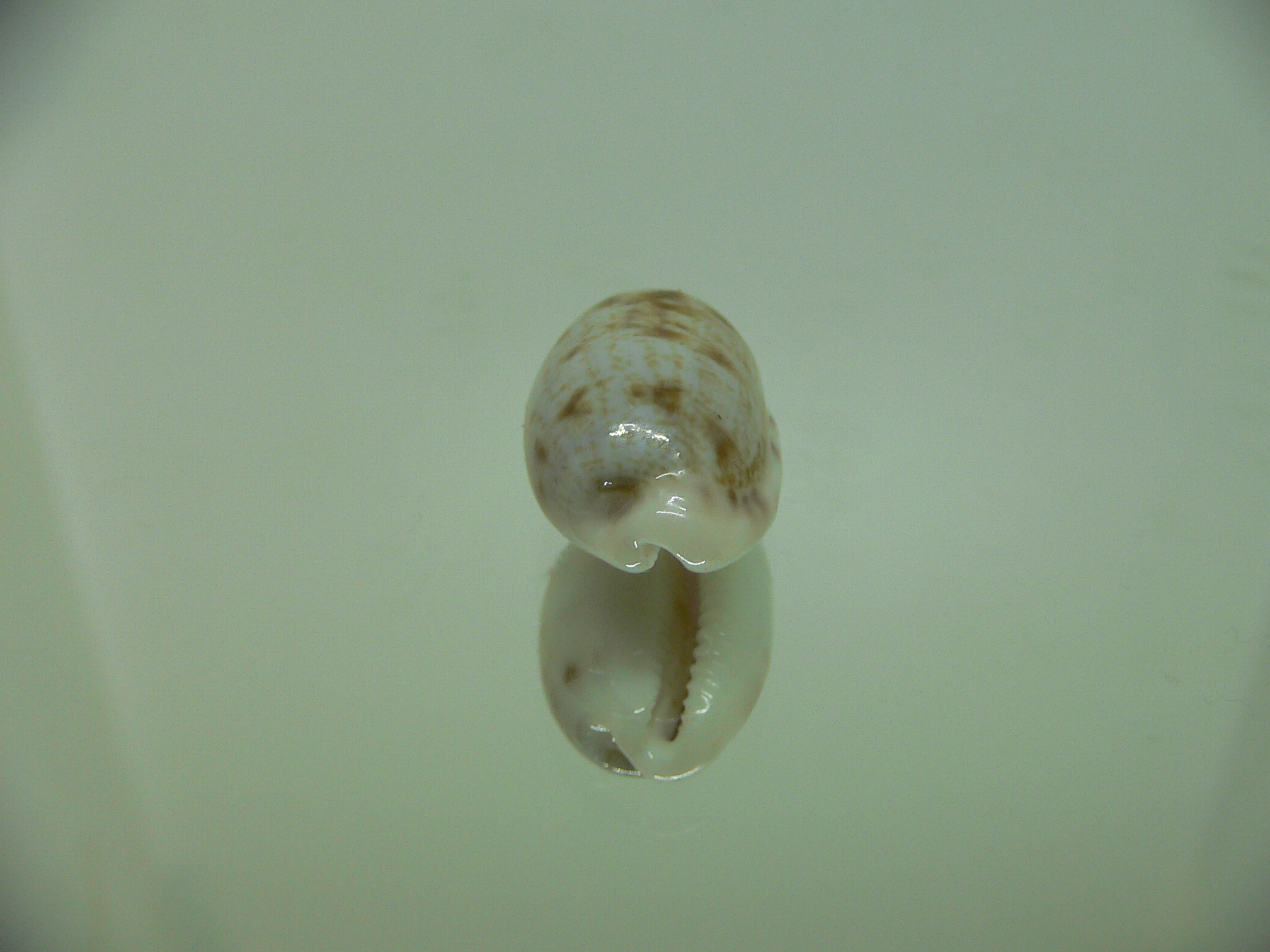 Talostolida pellucens alisonae (var.)