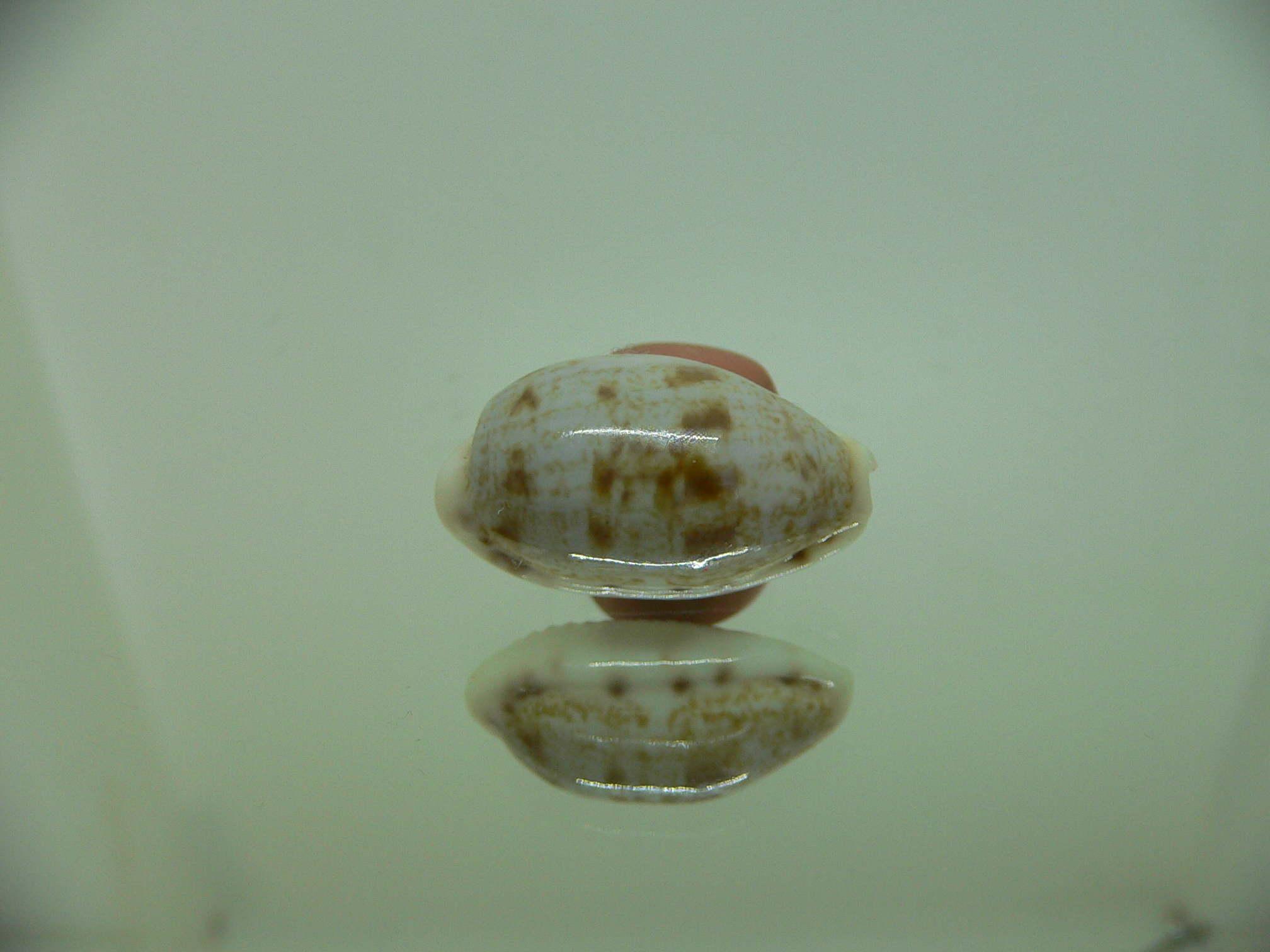 Talostolida pellucens alisonae (var.)