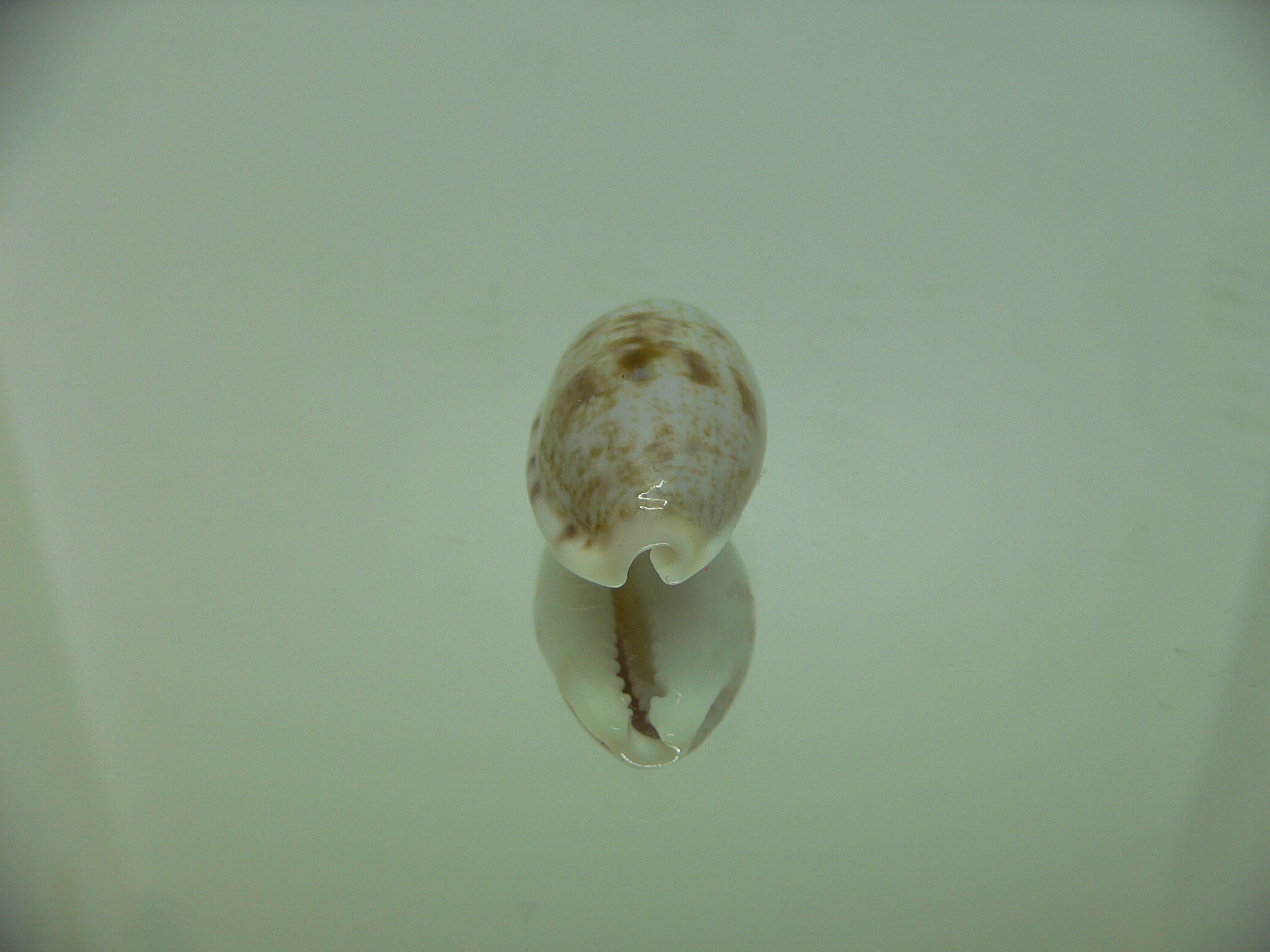 Talostolida pellucens alisonae (var.)