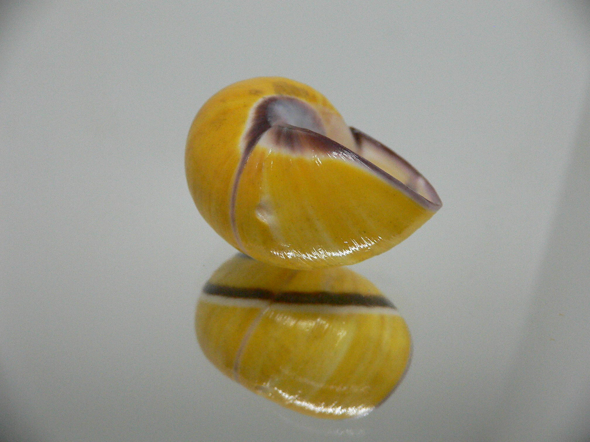 Polymita picta picta BIG