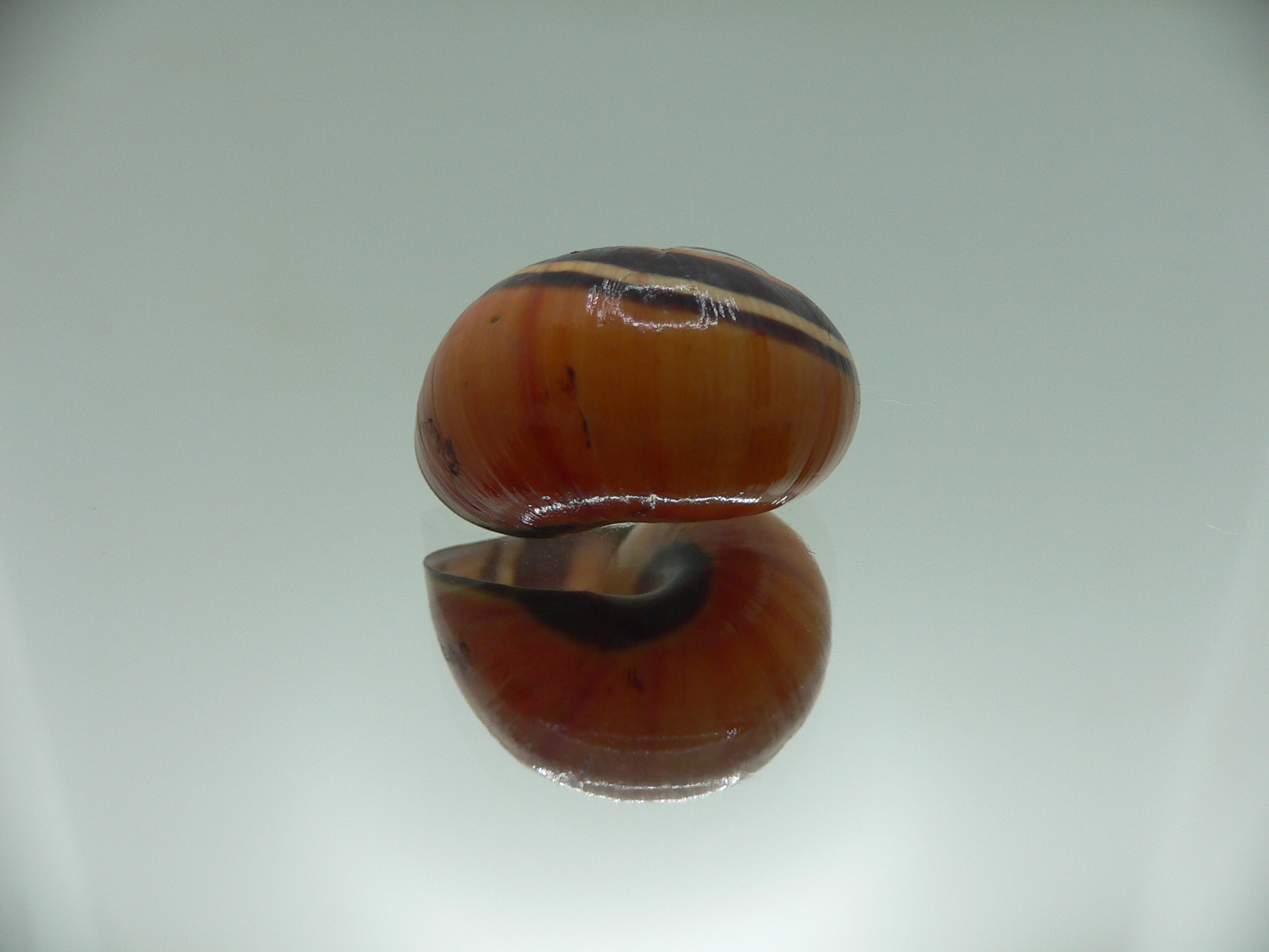 Polymita picta picta BIG