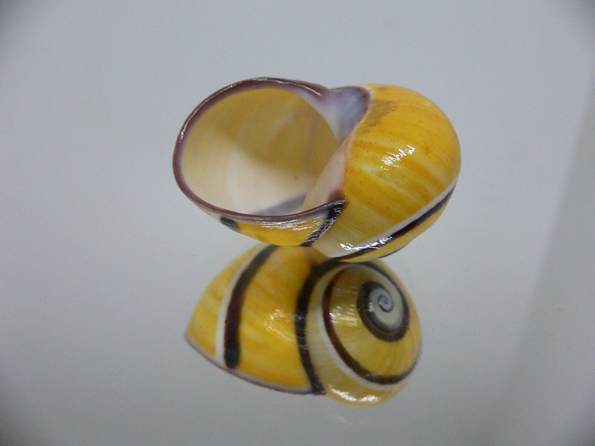 Polymita picta picta BIG