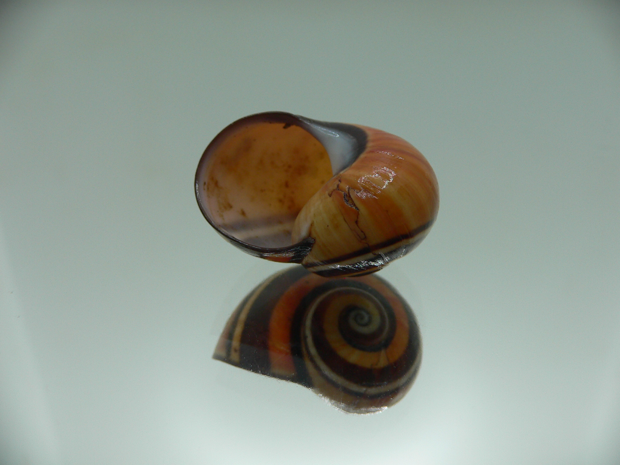 Polymita picta picta BIG