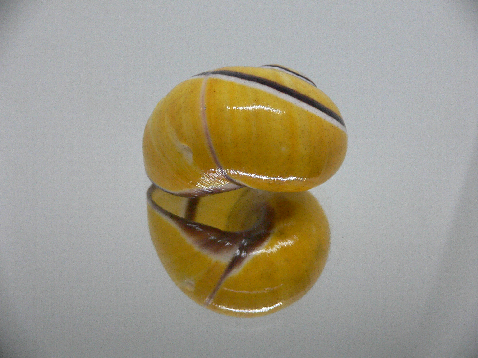 Polymita picta picta BIG