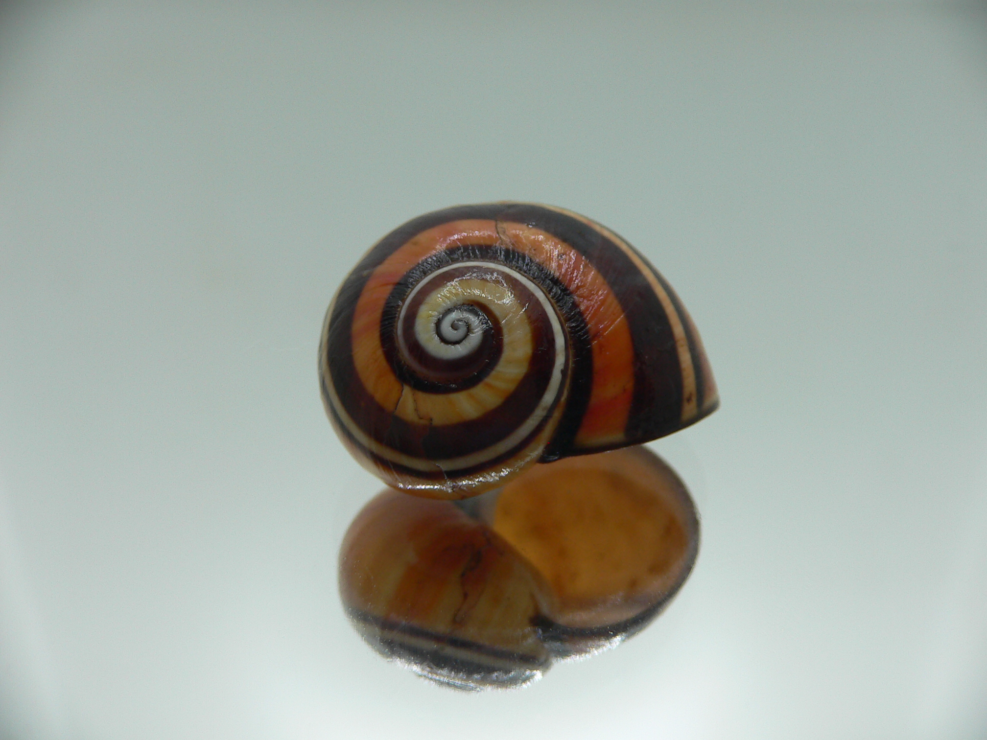 Polymita picta picta BIG