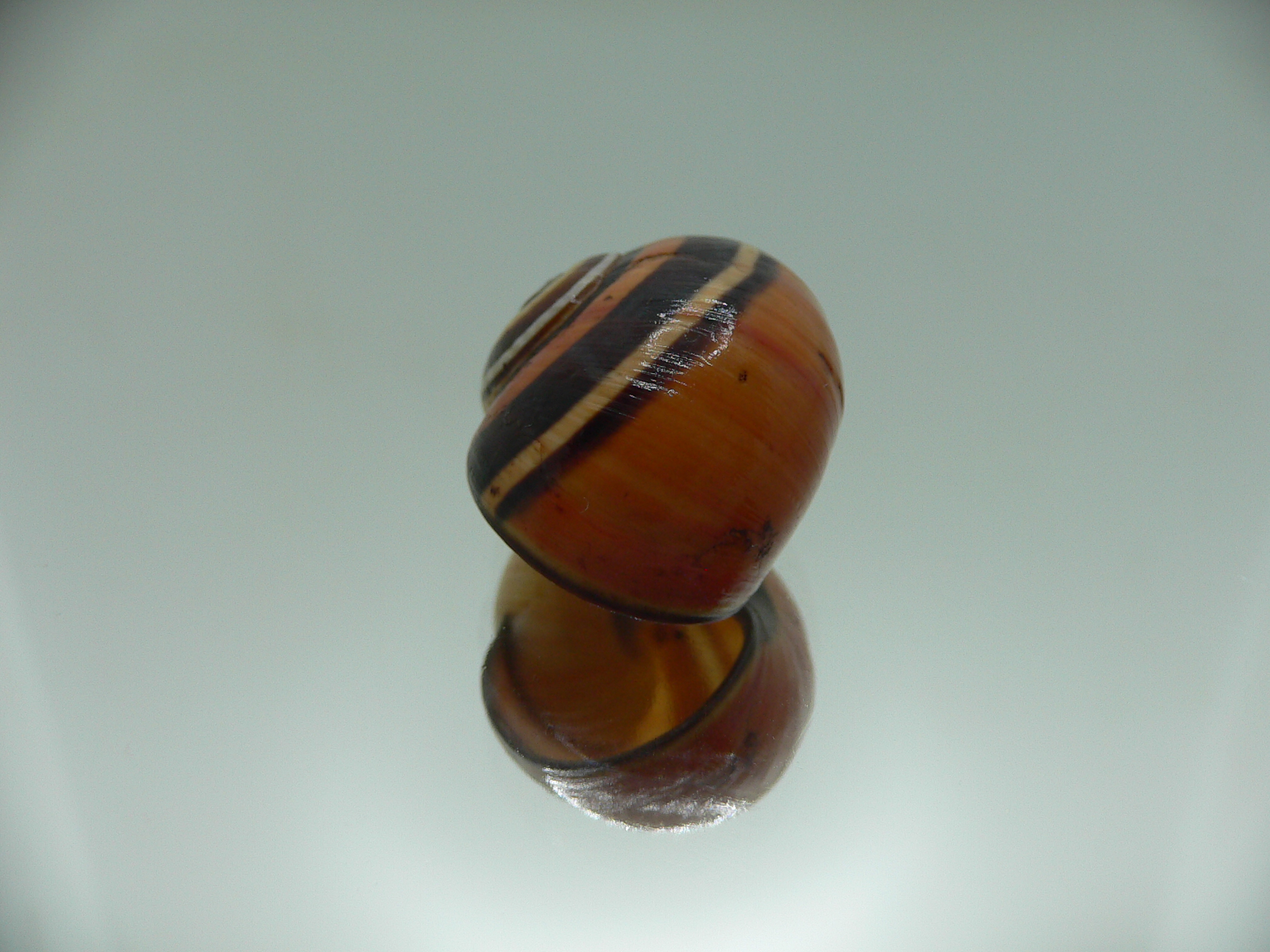 Polymita picta picta BIG