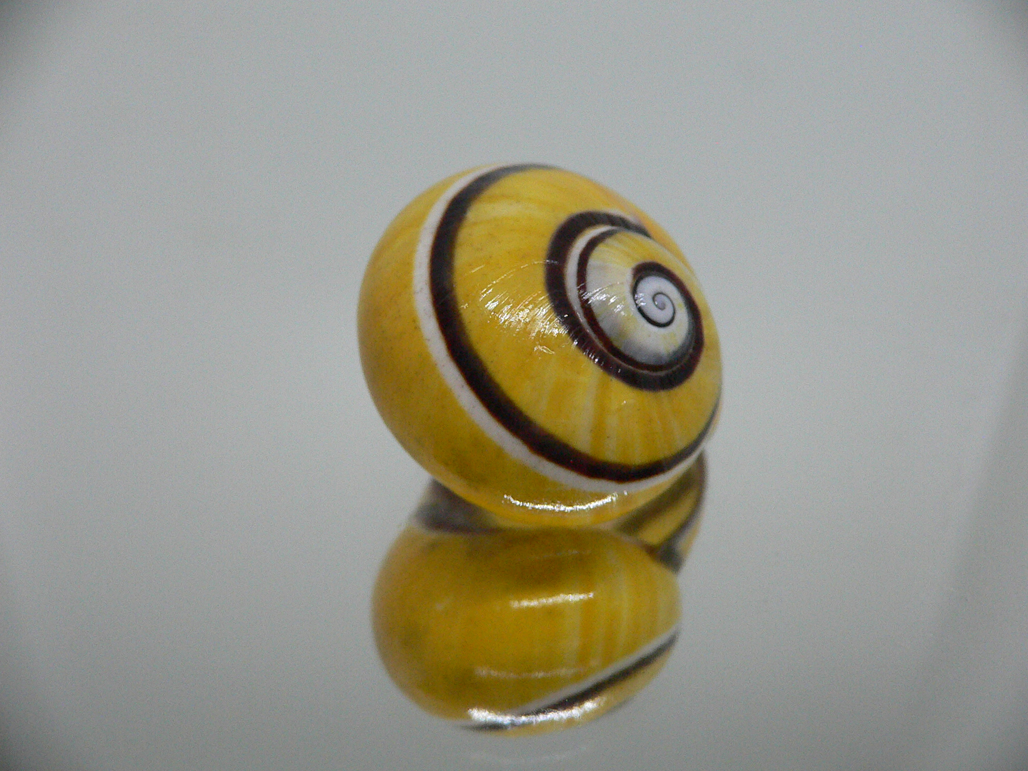 Polymita picta picta BIG