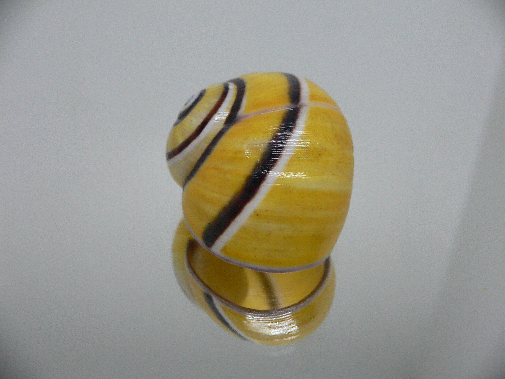 Polymita picta picta BIG