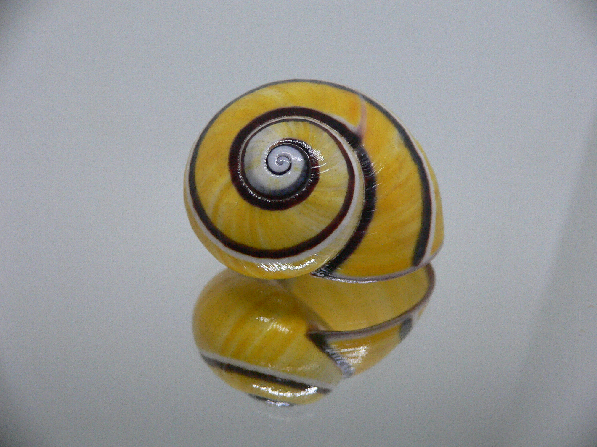 Polymita picta picta BIG