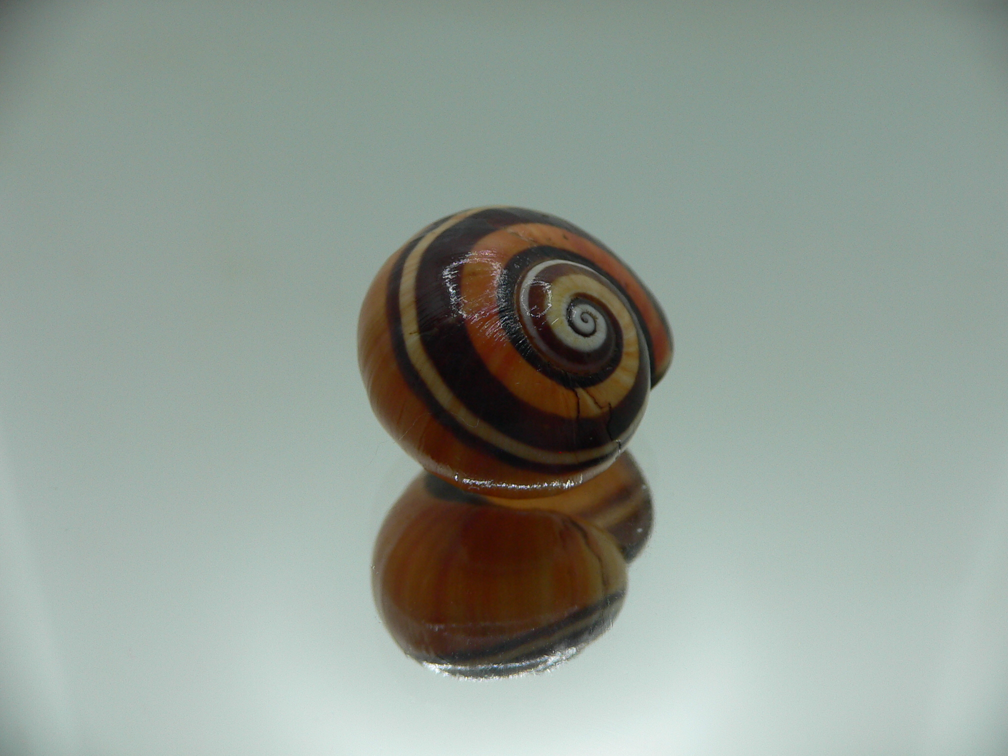 Polymita picta picta BIG