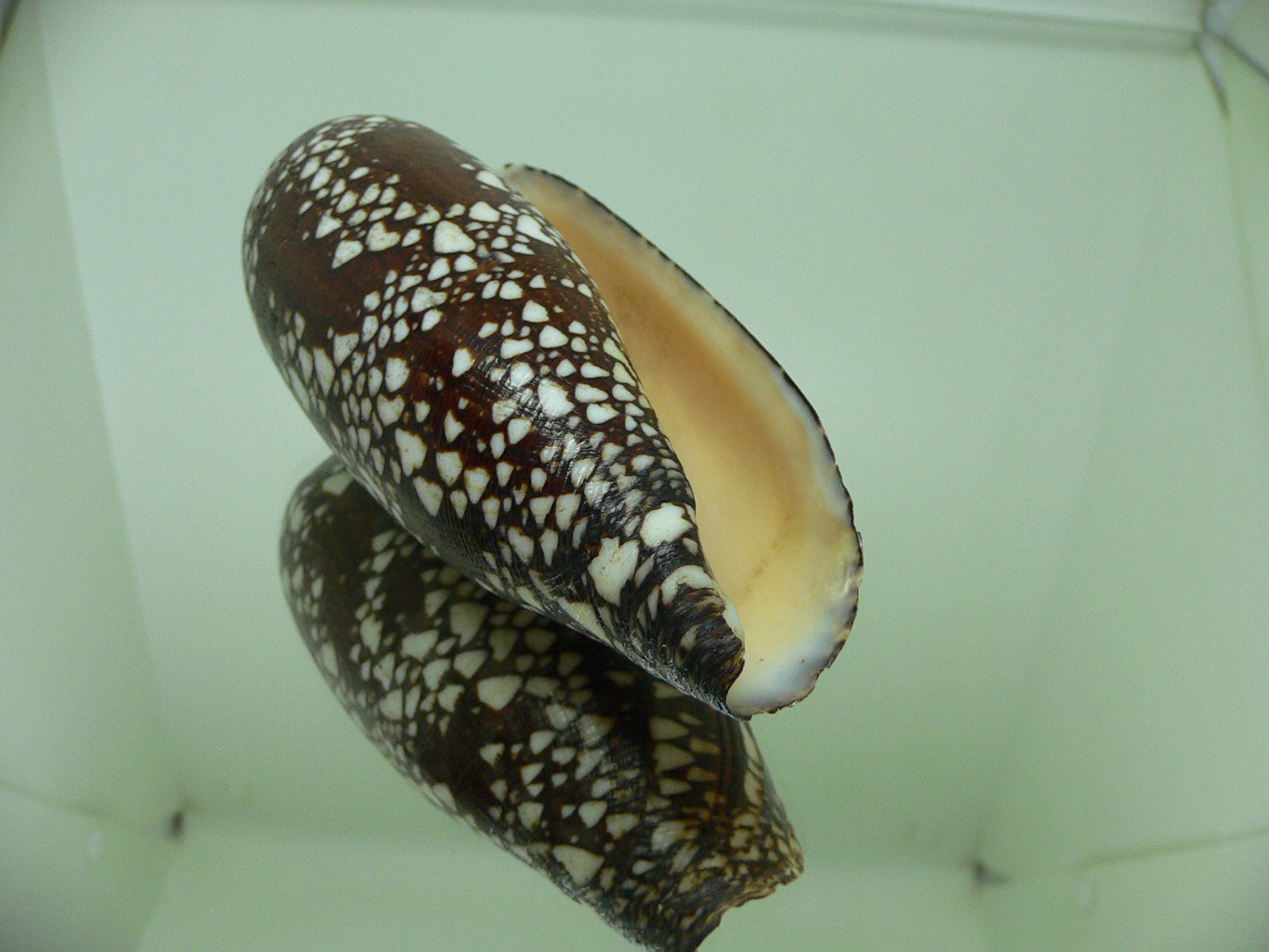 Conus aulicus BIG