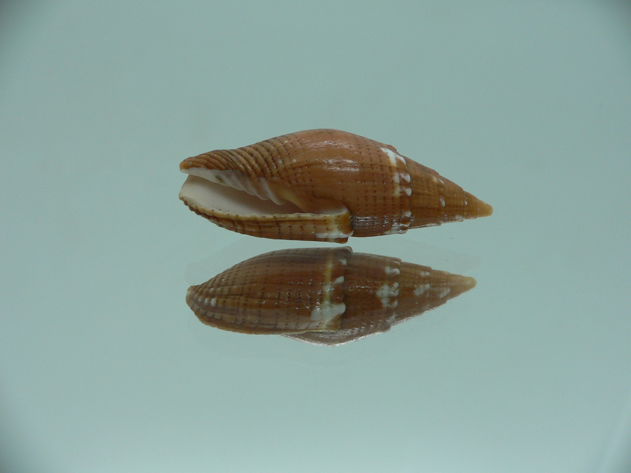 Strigatella aurora floridula