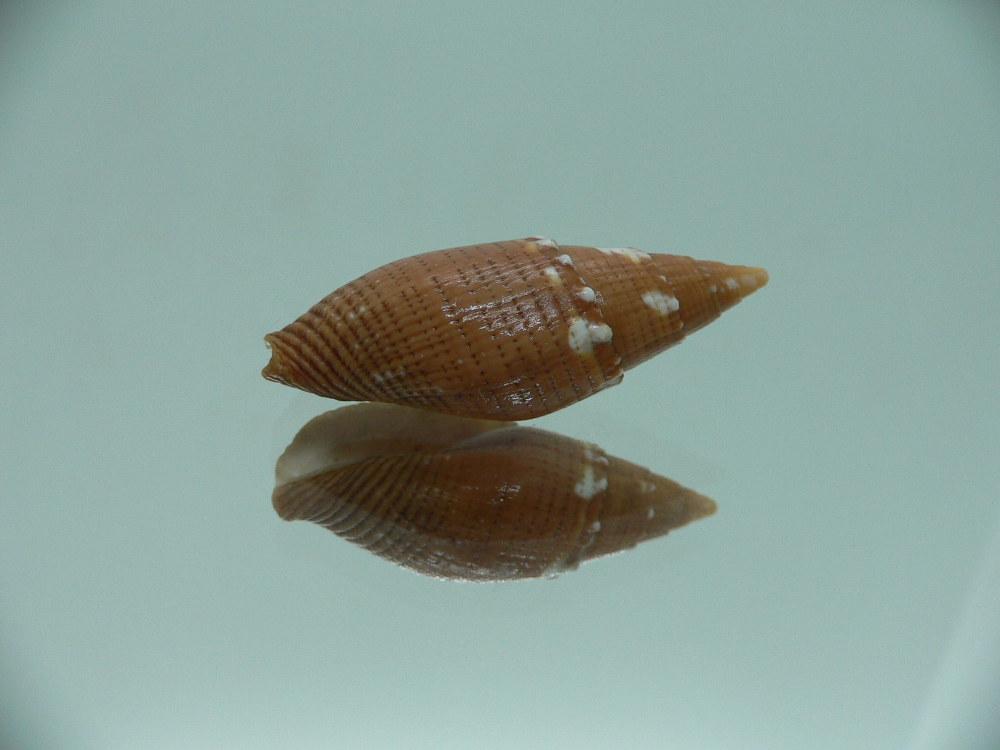 Strigatella aurora floridula