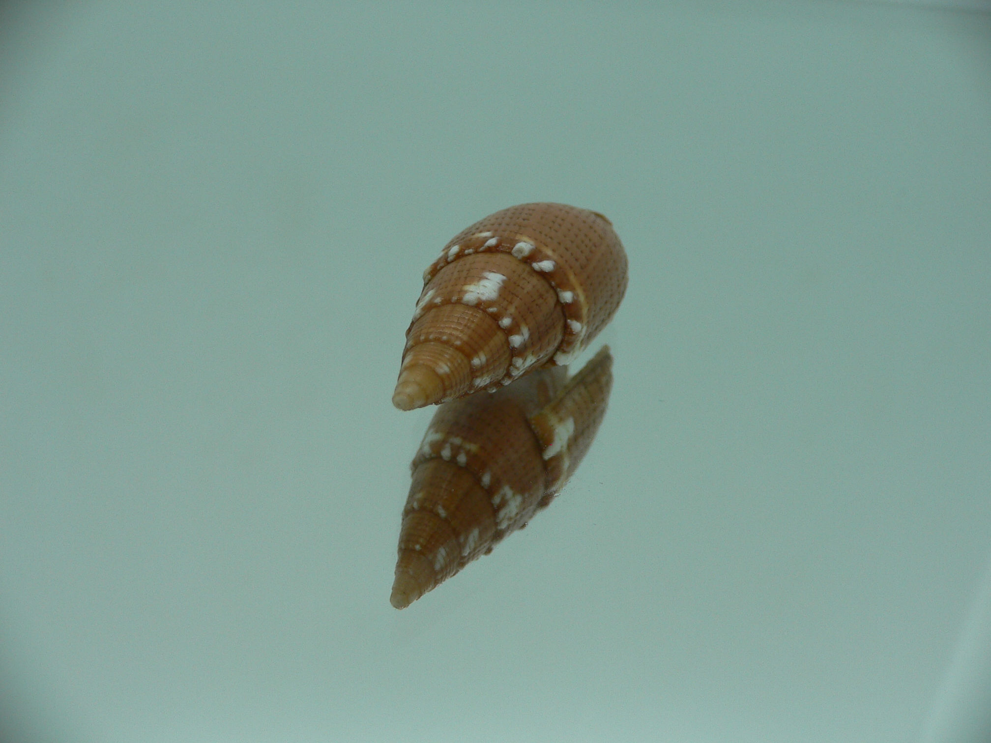 Strigatella aurora floridula