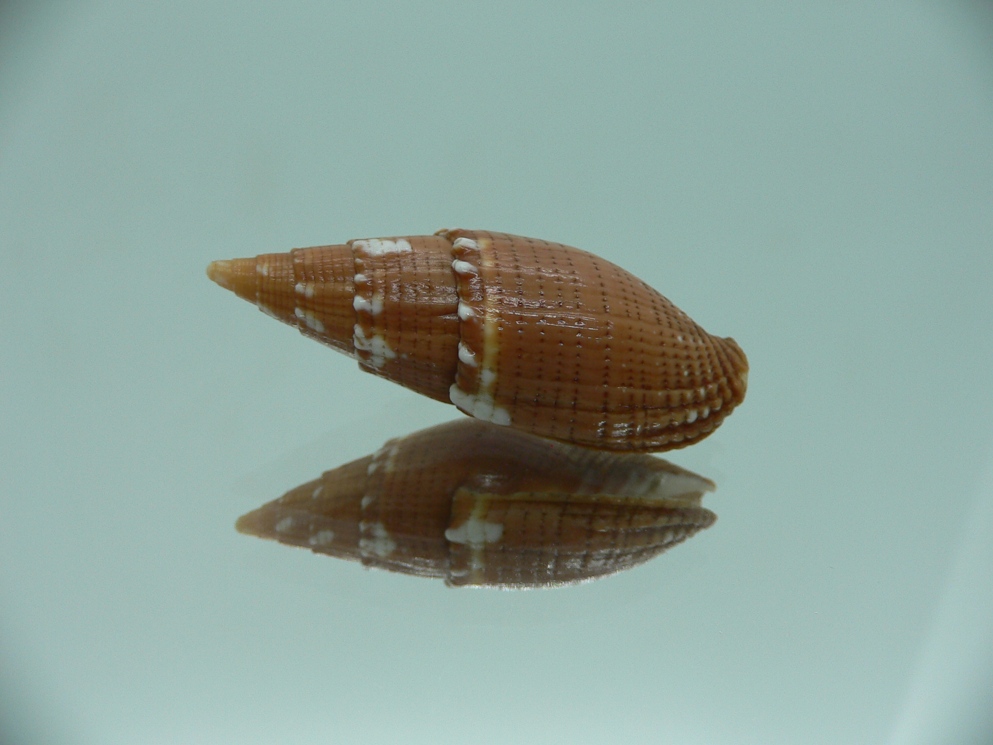 Strigatella aurora floridula