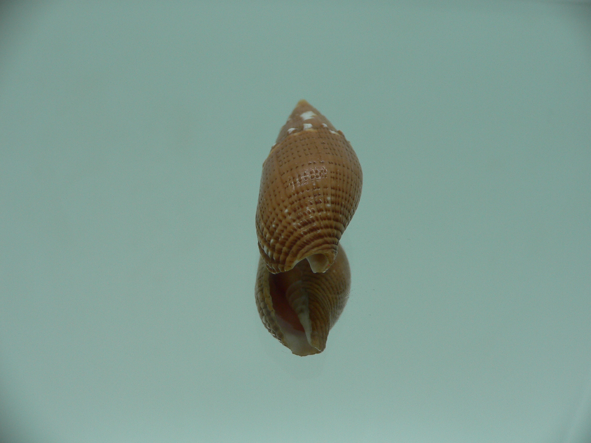 Strigatella aurora floridula